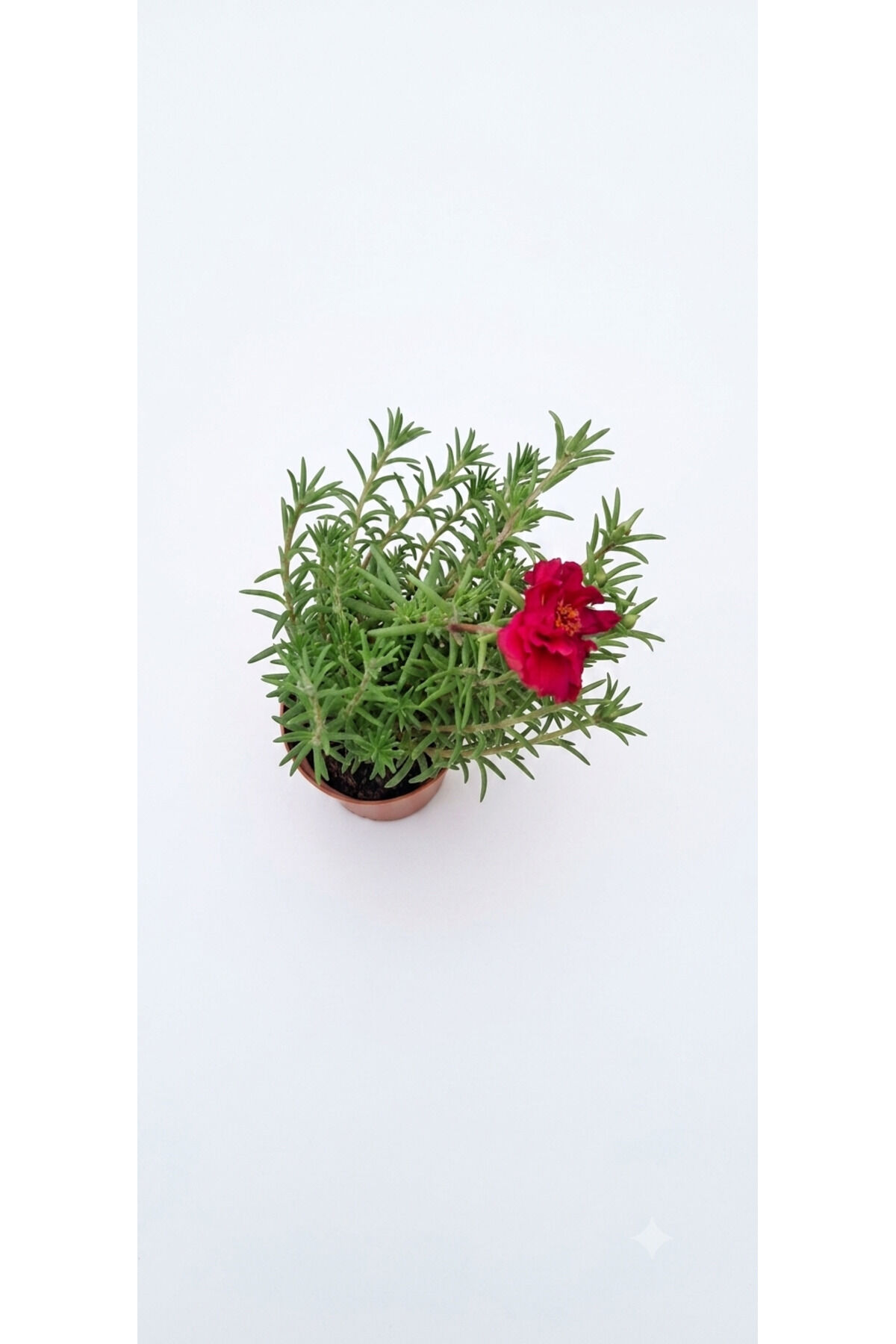 ipek Çiçeği Canlı Mini Saksıda