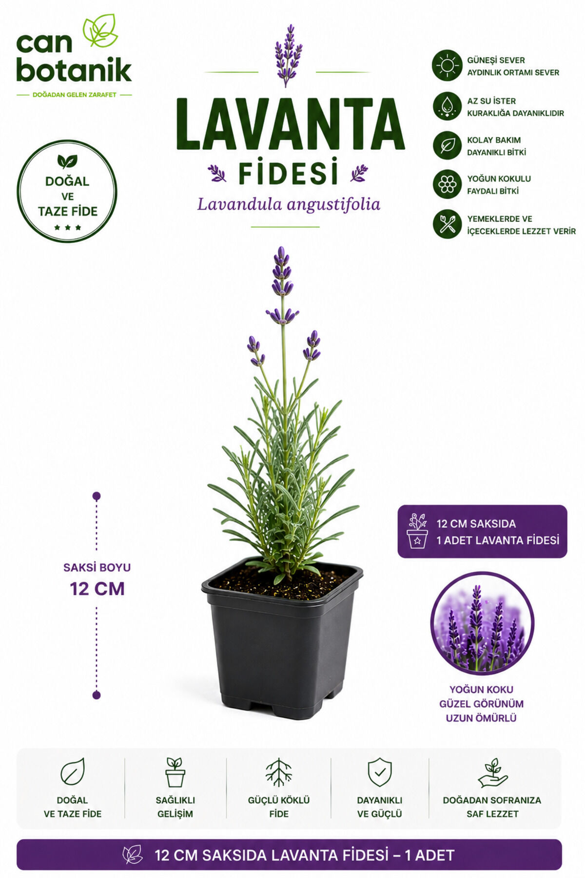 Lavanta fidesi 1 adet 30 40 cm yoğun kokulu