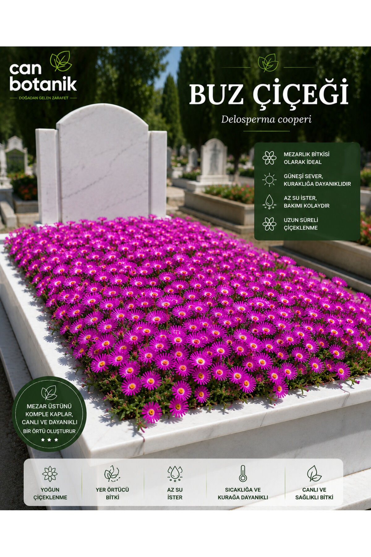 Mezarlık bitkisi 10 adet delasperma coperii buz çiçeği SOĞUK VE KURAĞA DAYANIKLI MEZARLIK ÇİÇEĞİ