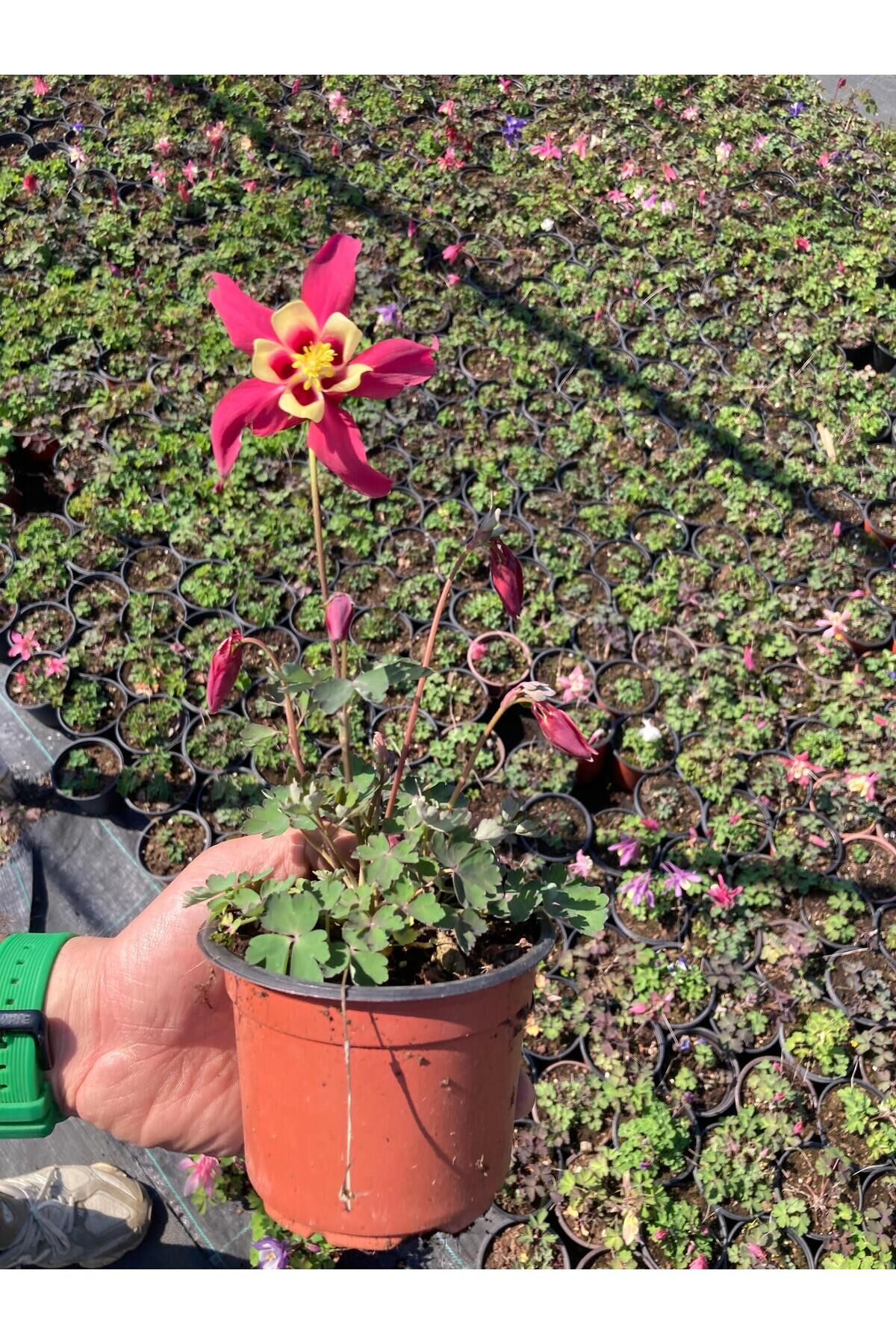 Pembe haseki küpesi fuşya renk saksılı