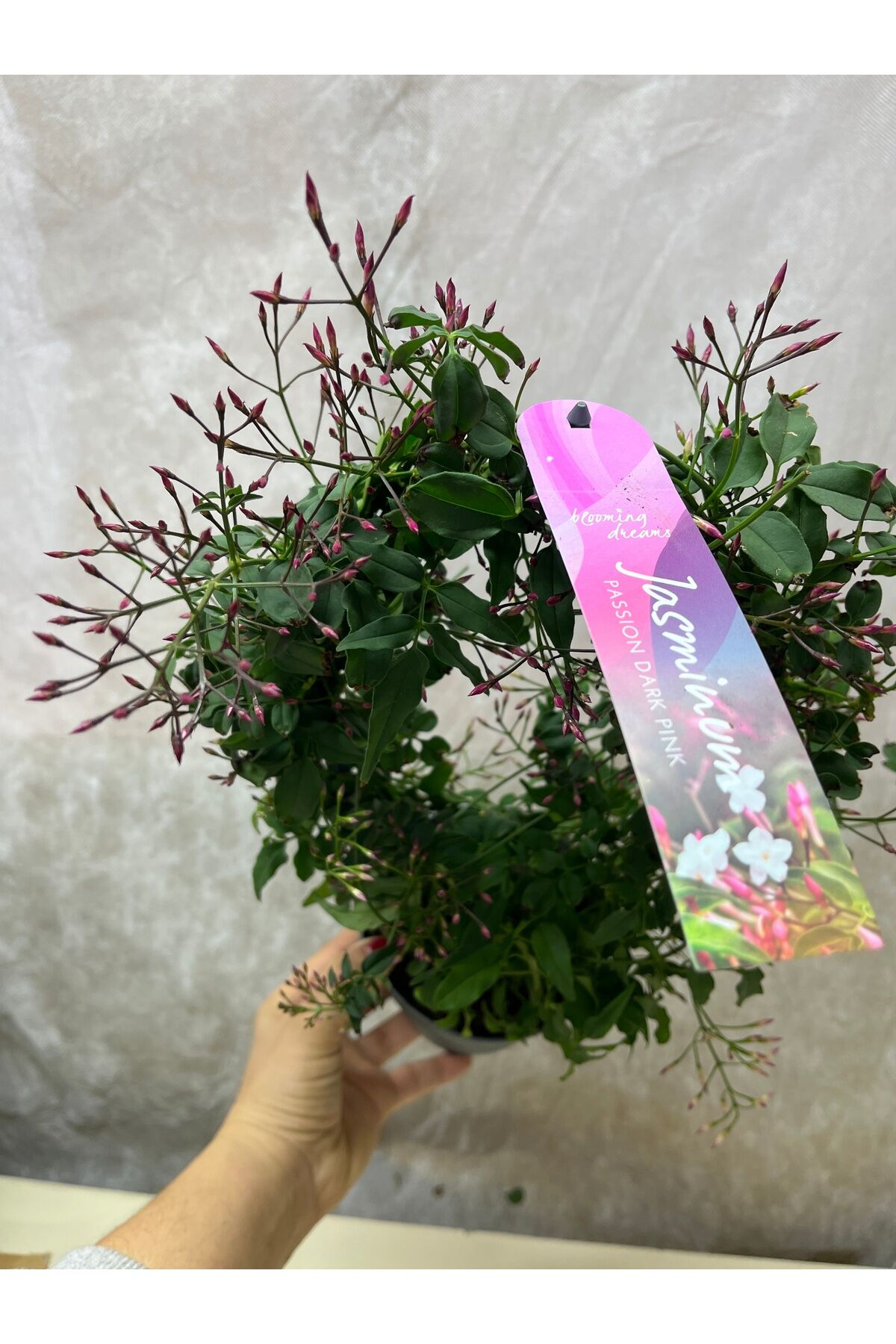 Kokulu Yasemin Çiçeği Dışı Kırmızı İçi Beyaz Jasminum