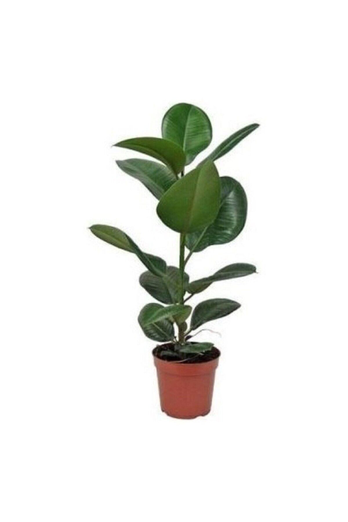 Salon Çiçeği Kauçuk Çiçeği Fidanı Saksılı 40-60 cm