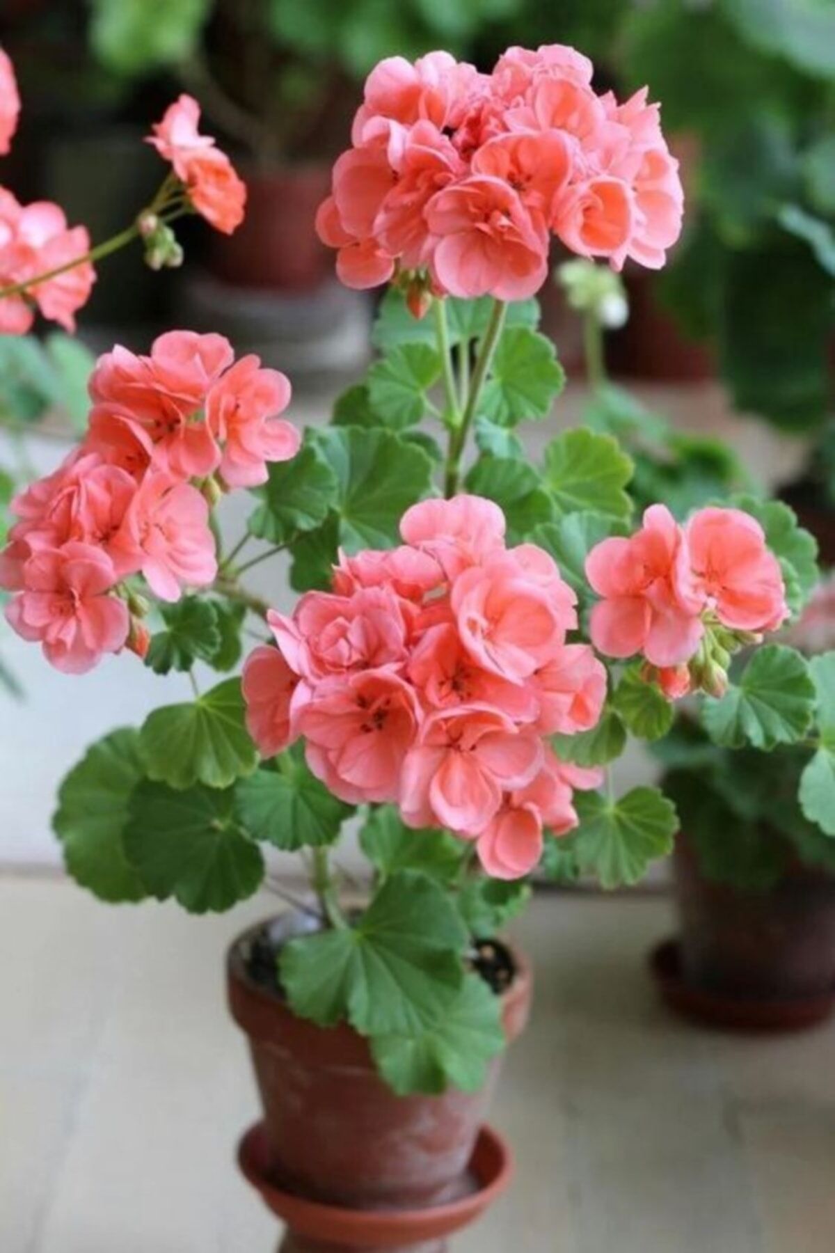 Toz Pembe Renkli Canlı Sardunya Çiçeği Fidanı