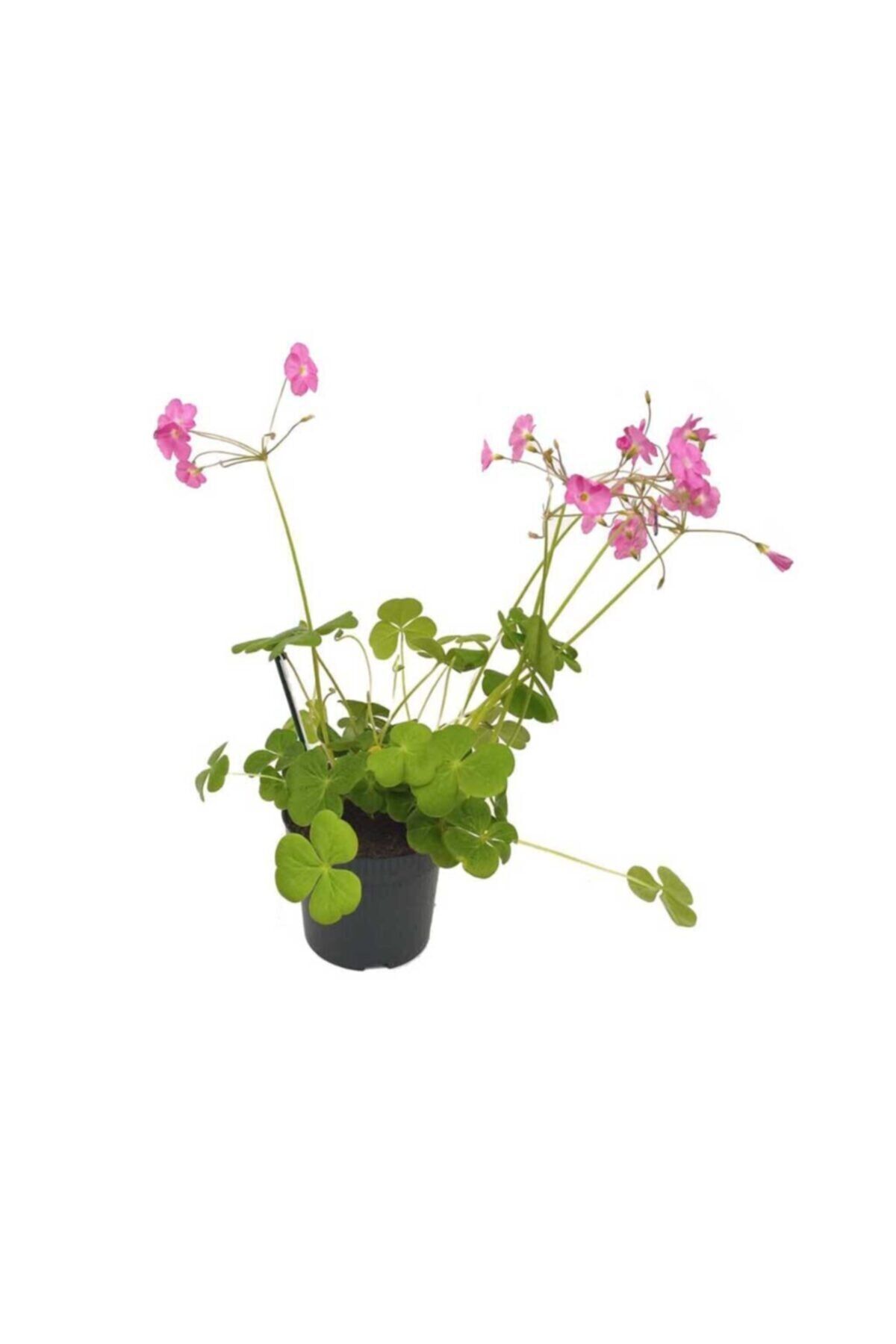 Oxalis Yeşil - Süs Yoncası - (13 Cm Saksıda)