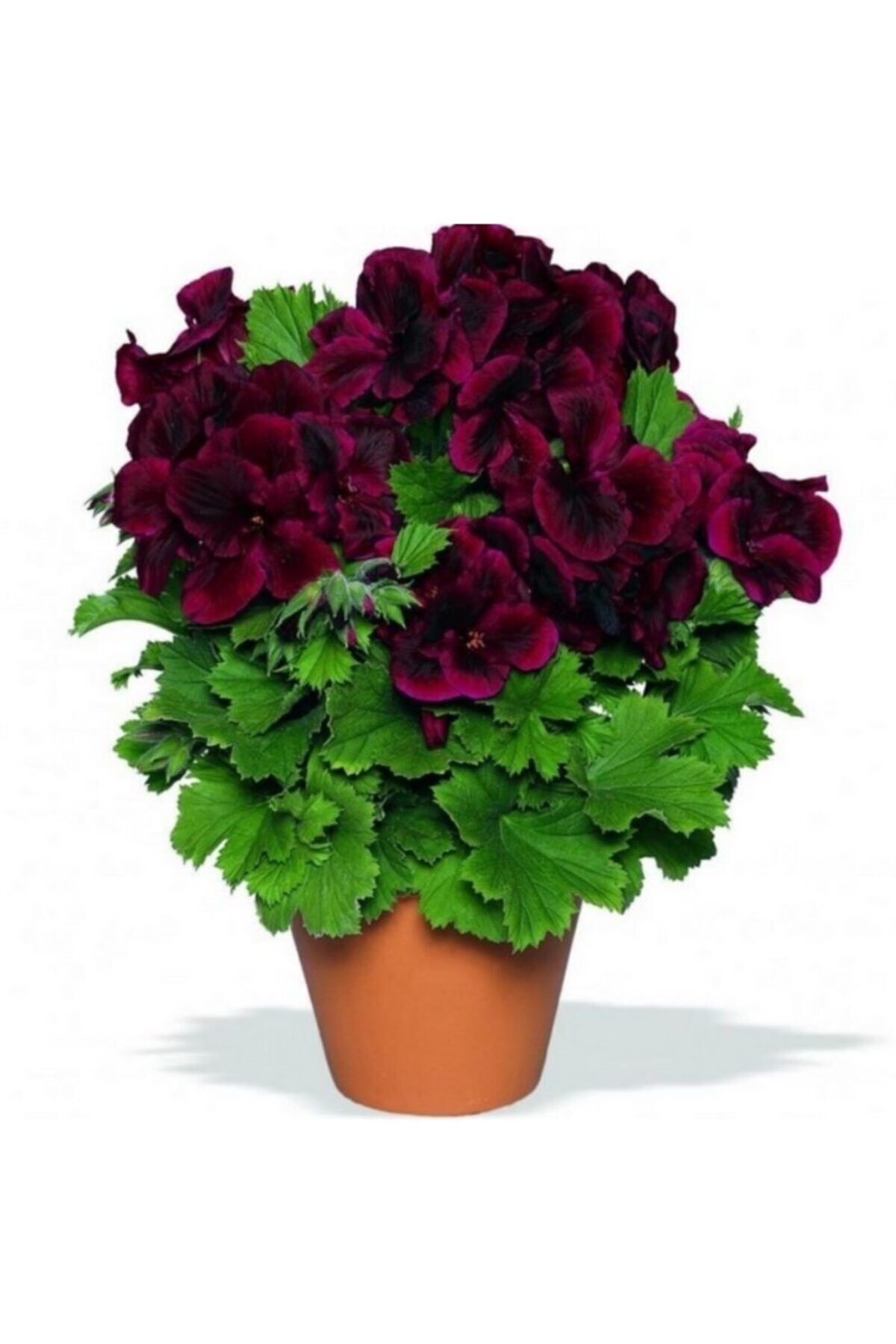 Bordo Renkli Sardunya Çiçeği Fidanı Saksılı