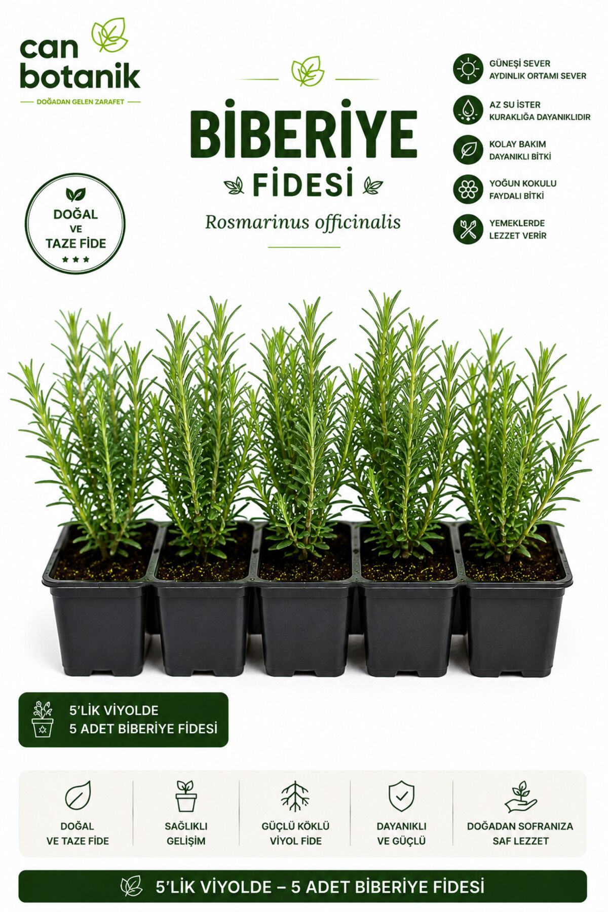 Biberiye fidesi 3 adet