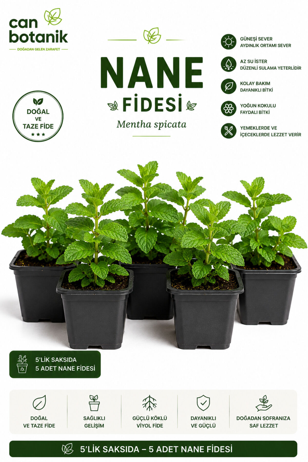 Nane fidesi aromatik 3 adet Mentha spichata