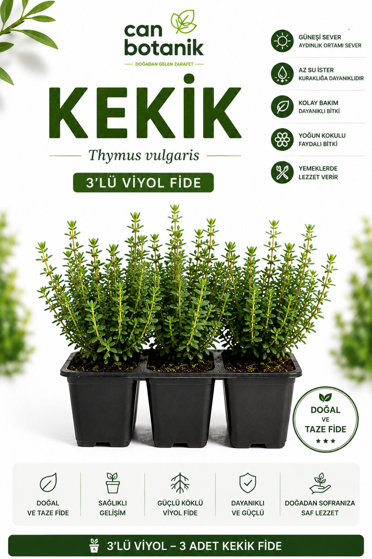 KEKİK FİDESİ 7 AROMA 3 ADET FİDE thymus Bulgaristan