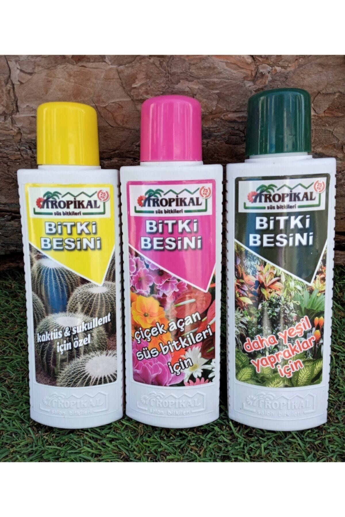 Bitki Besini 3' lü Set Kaktüs Sukulent Besini