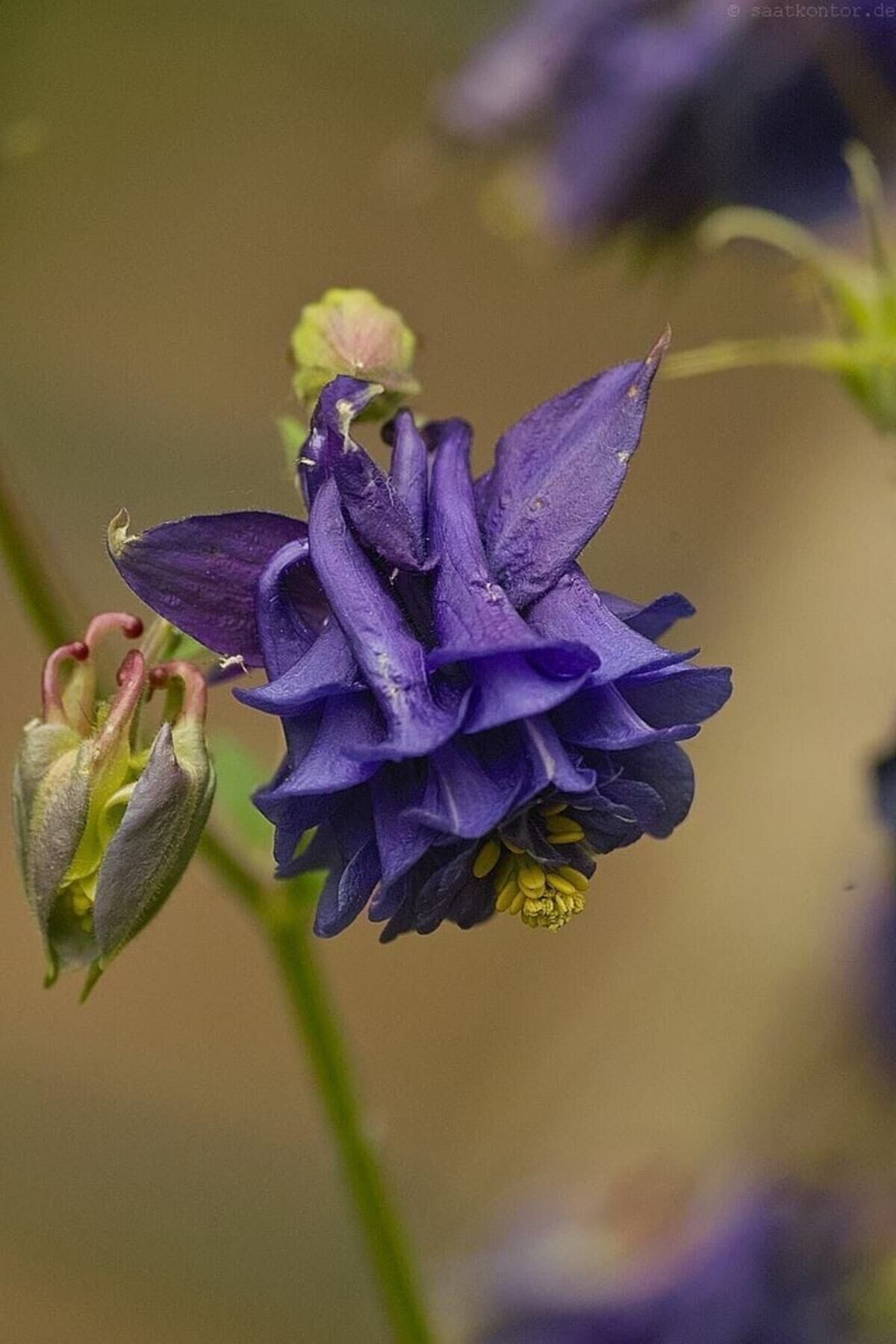 15 Adet Özel Purple King Haseki Küpesi Çiçek Tohumu