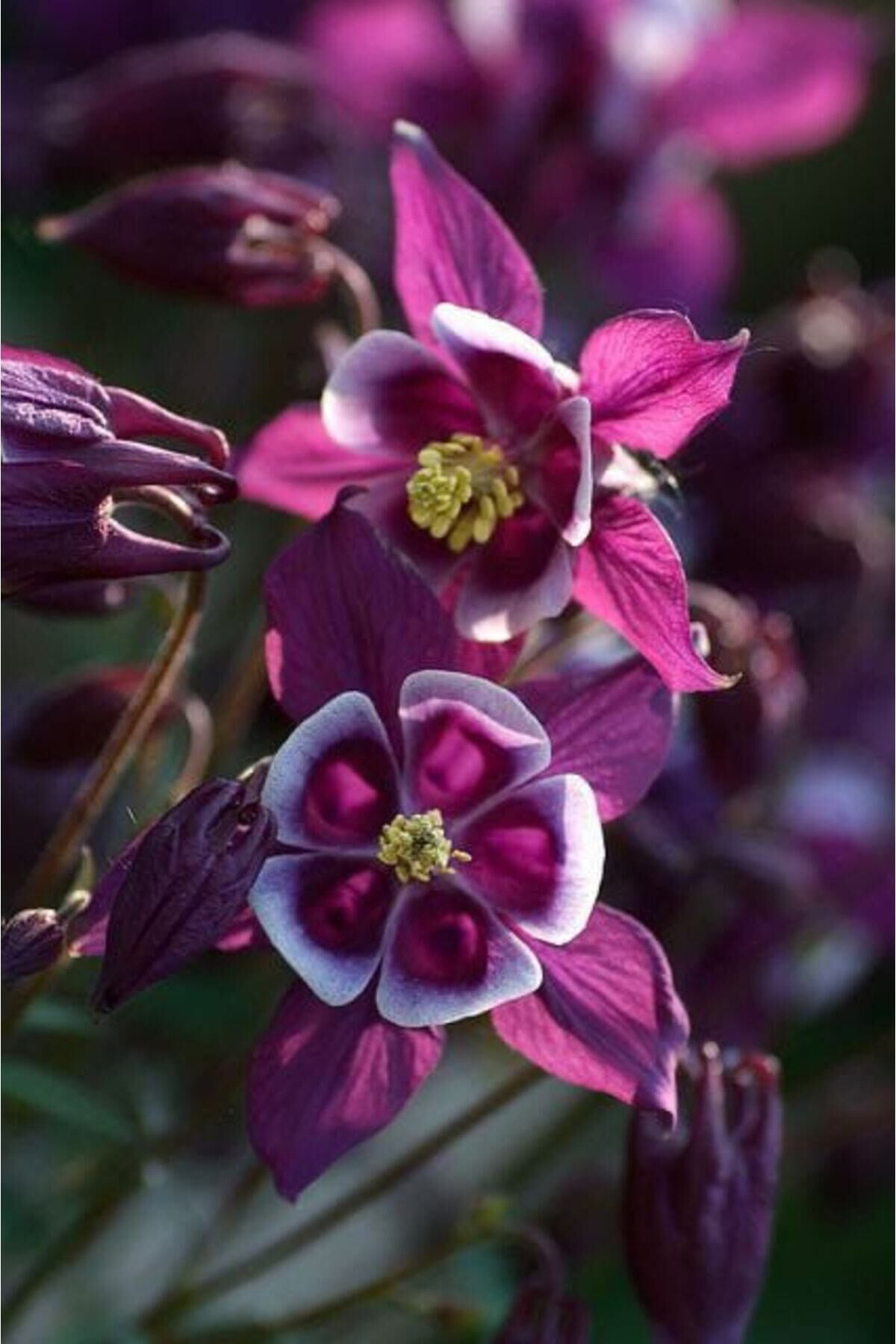 15 Adet Dried Rose Color Haseki Küpesi Çiçek Tohumu