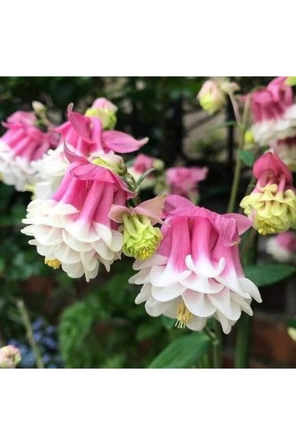 15 Adet Özel Queen Pink Katmerli Haseki Küpesi Çiçek Tohumu