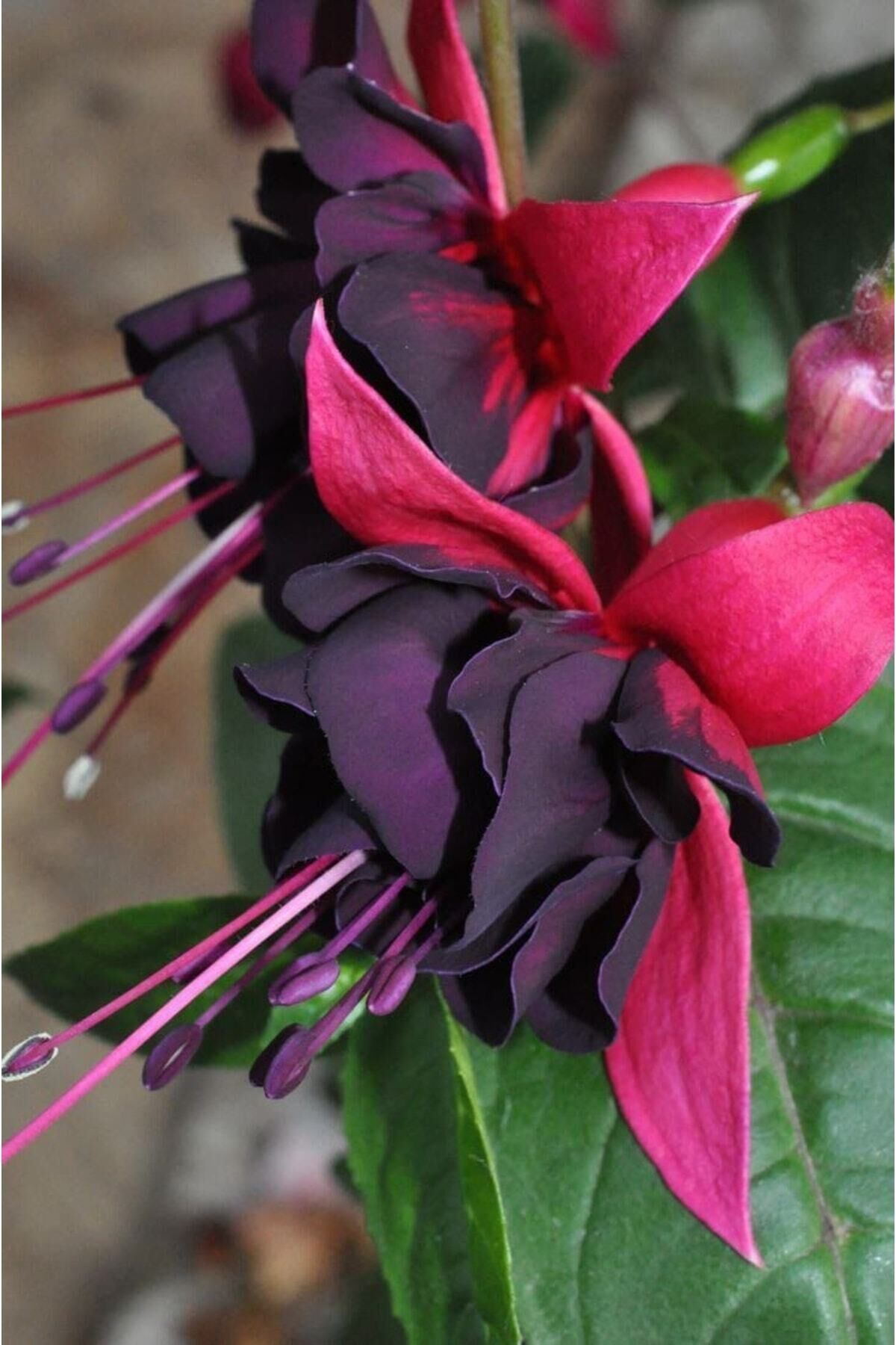 15 Adet Bordeaux Color Renkli Küpe Çiçeği Tohumu