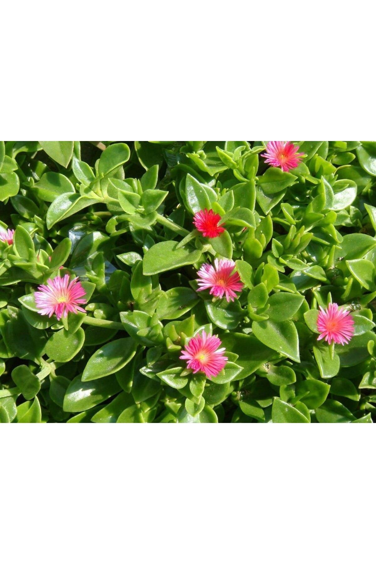 15 Adet Yer Örtücü Pembe Renk Rozet (buz) Çiçeği Tohumu