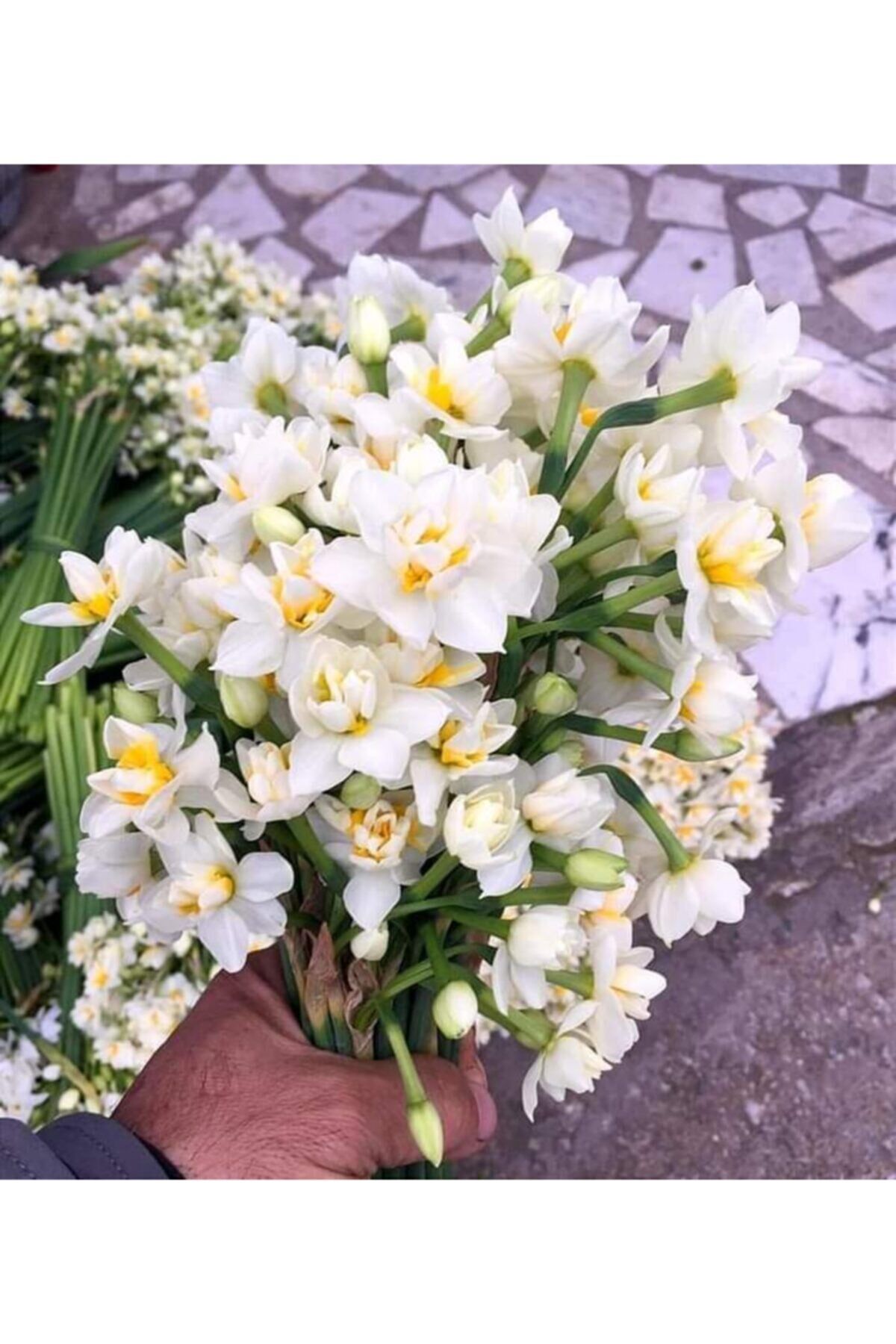 5 Adet Kokulu Karaburun Nergis ? Soğanı (iri Boy Soğan) Taze Söküm