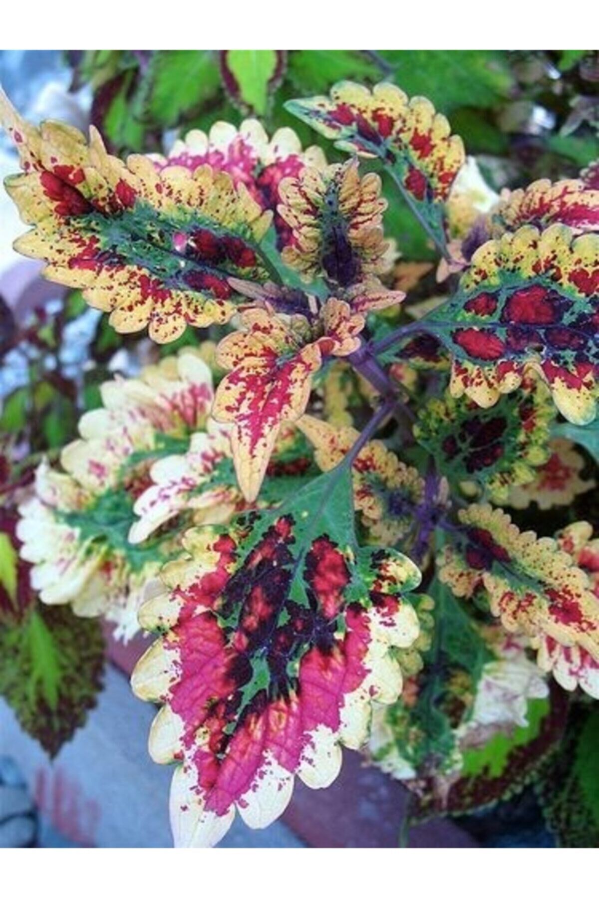 10 Adet Bordo Benek Kolyos Çiçek Tohumu
