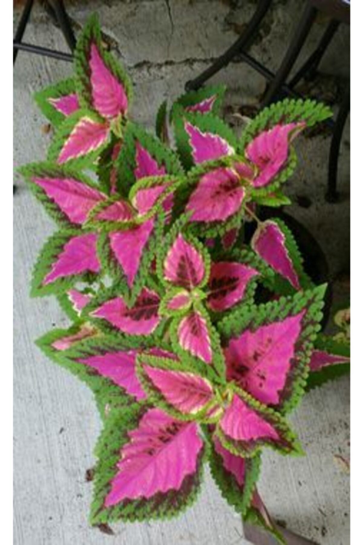 10 Adet Pembe Göbek Kolyos Çiçek Tohumu