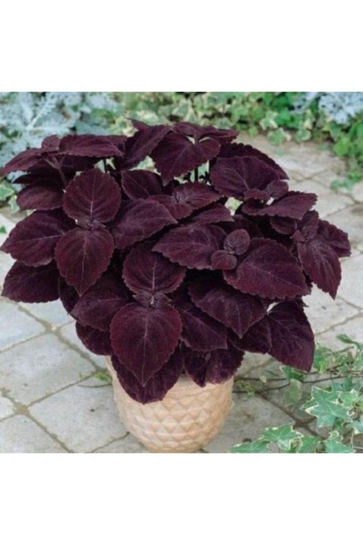 10 Adet Bordo Renk Kolyos Çiçek Tohumu