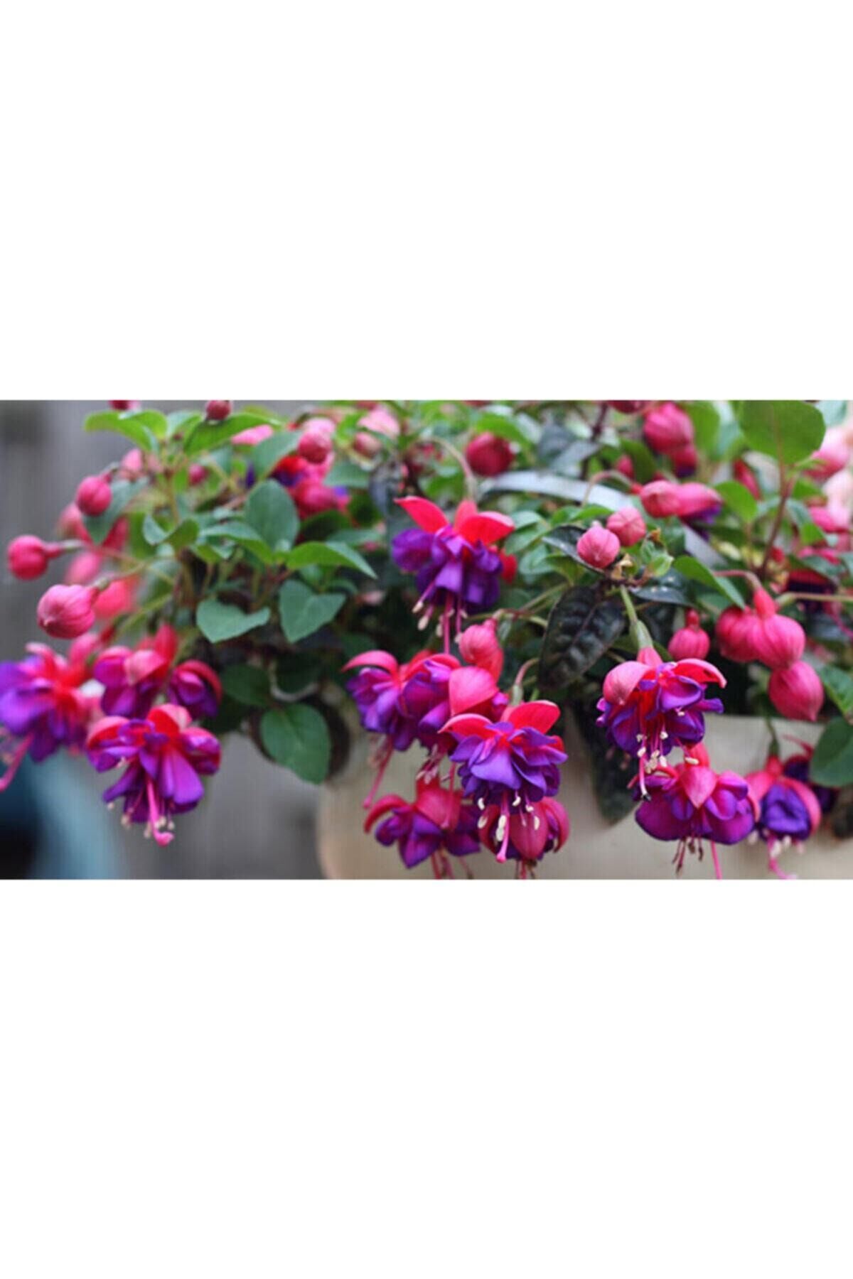 10 Adet Küpe Çiçeği Tohumu
