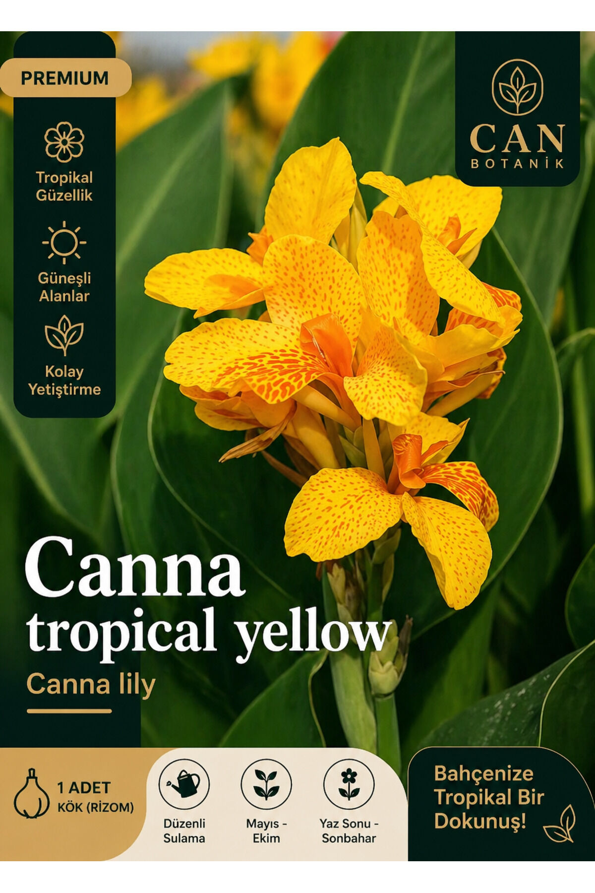 Kanna tesbih çiçeği soğanı 1 adet tropikal yellow
