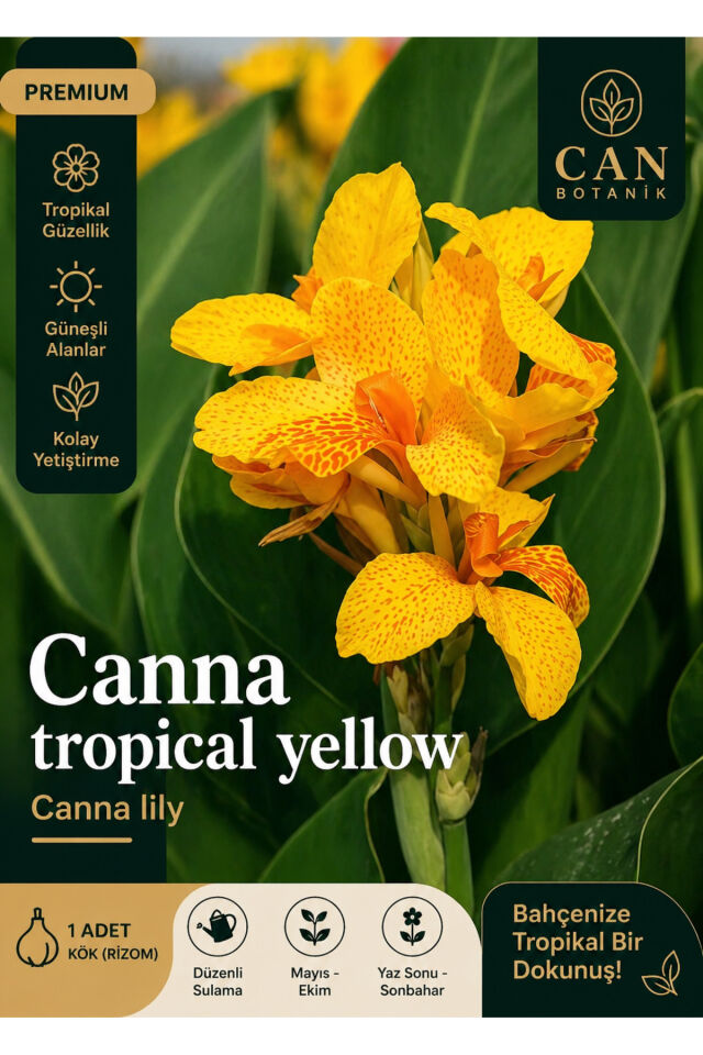Kanna tesbih çiçeği soğanı 1 adet tropikal yellow