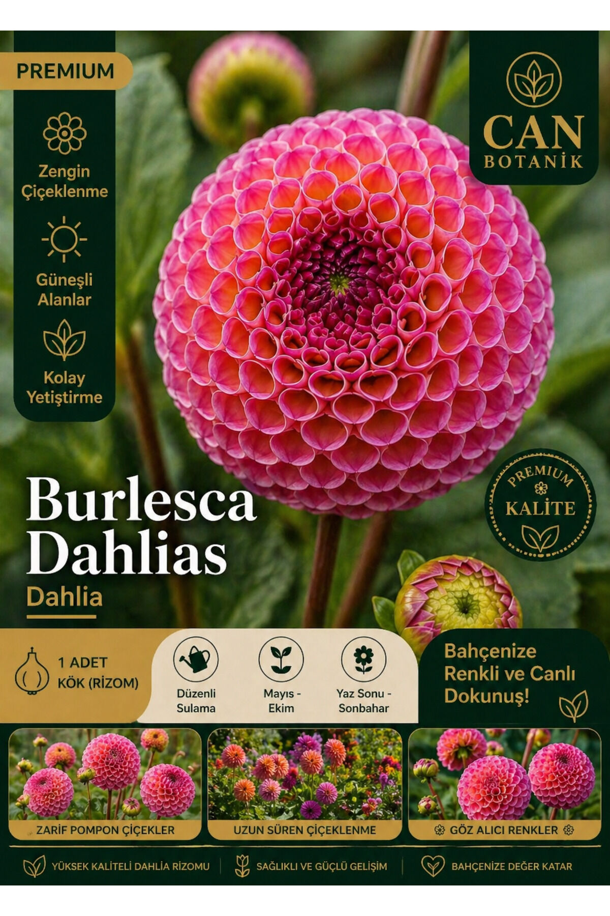 Burlesca dahlia