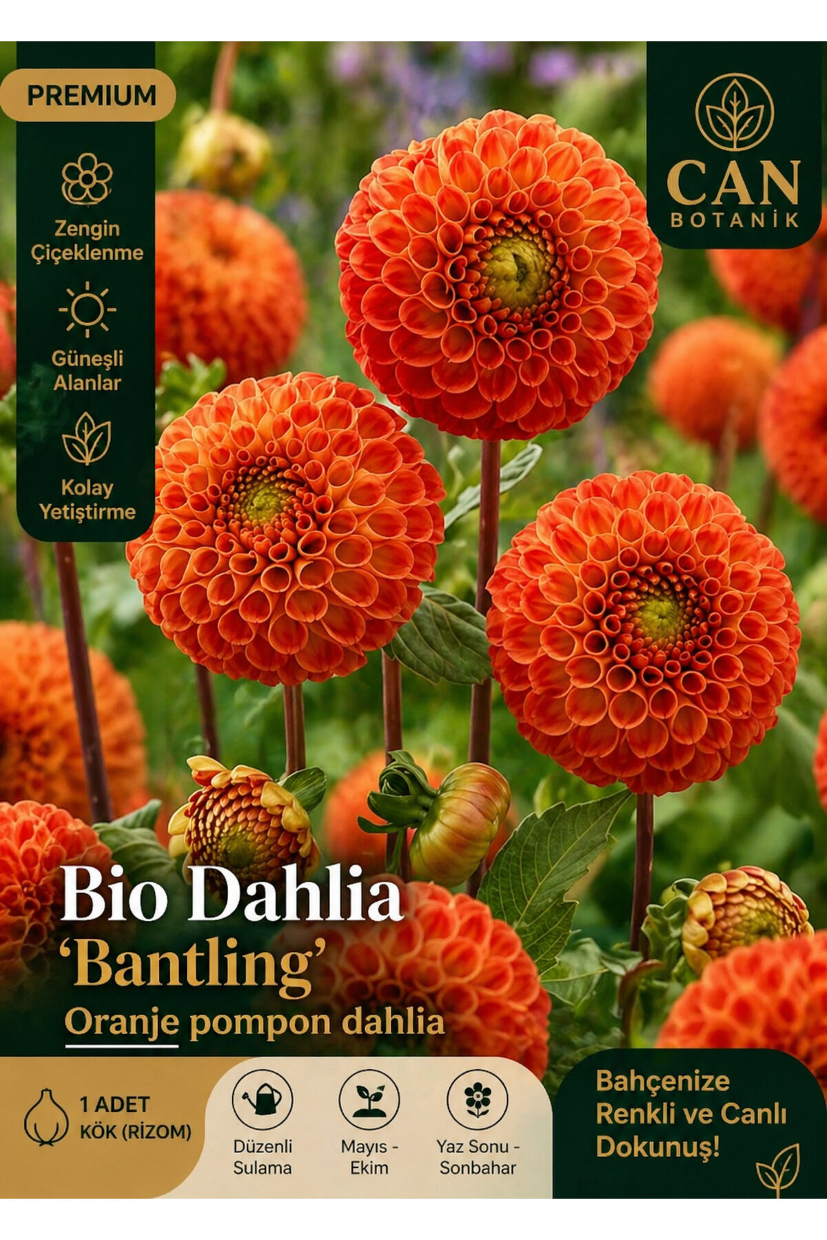 Bantling dahlia