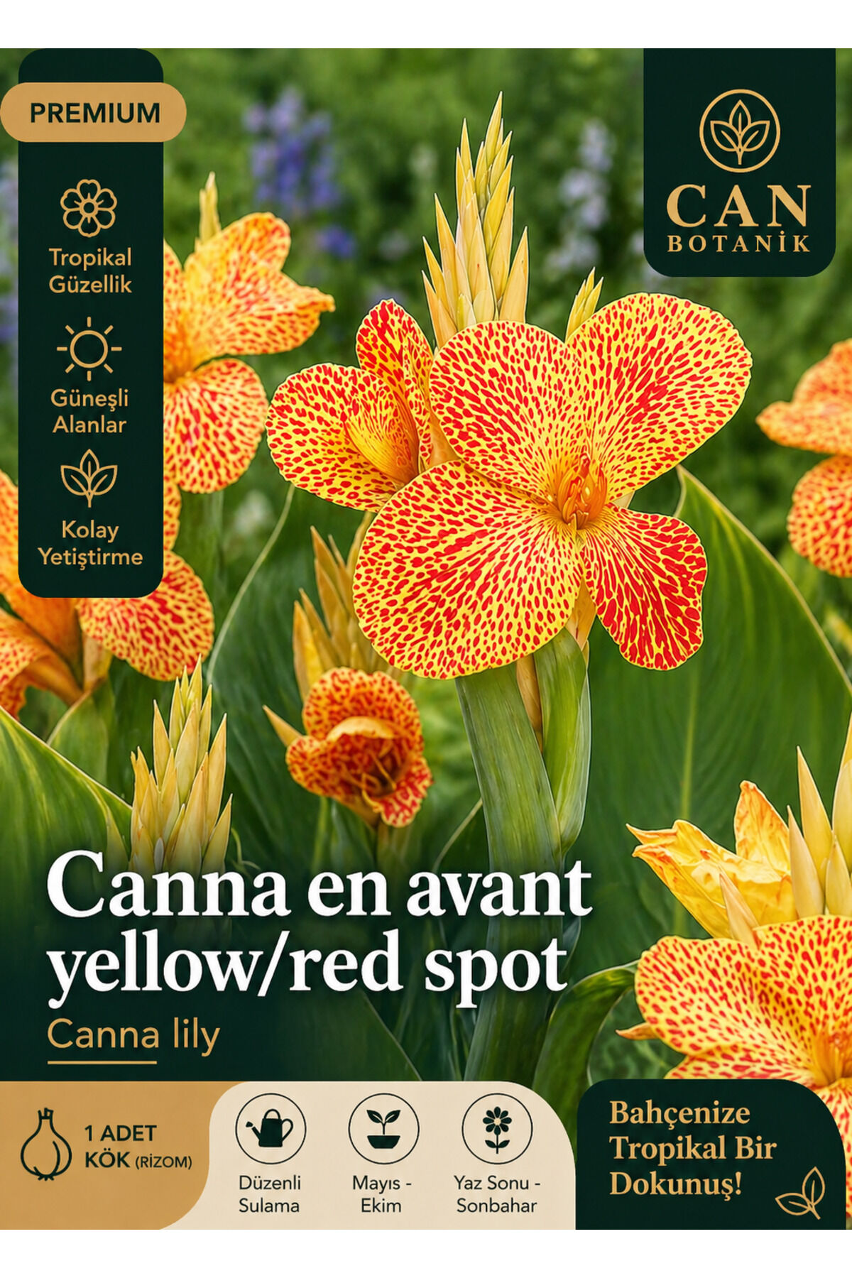 Kanna tesbih çiçeği soğanı 1 adet en Avant yellow red spot