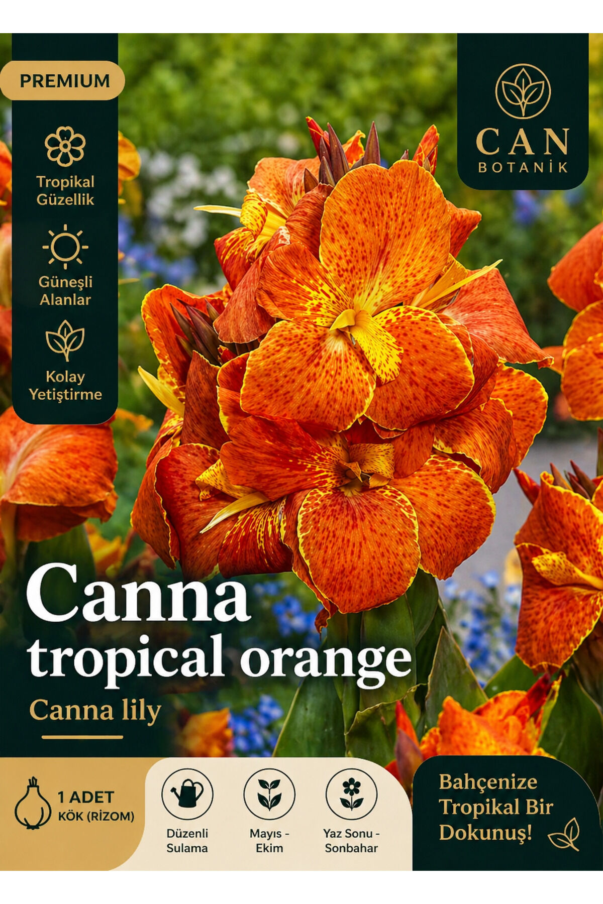 Kanna tesbih çiçeği soğanı tropikal orange
