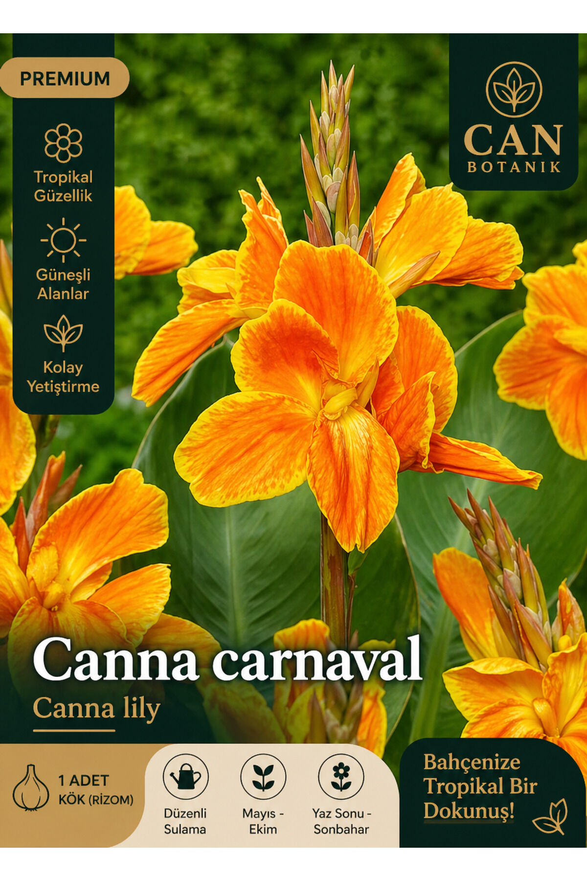 Kanna tesbih çiçeği soğanı 1 adet sarı turuıncu kanna carnaval