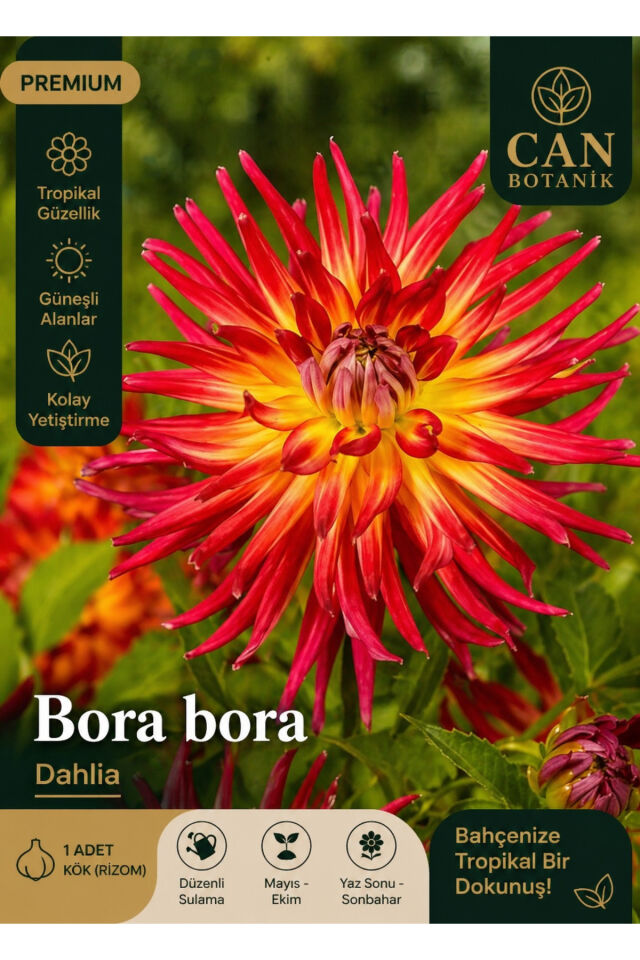 Bora bora dahlia