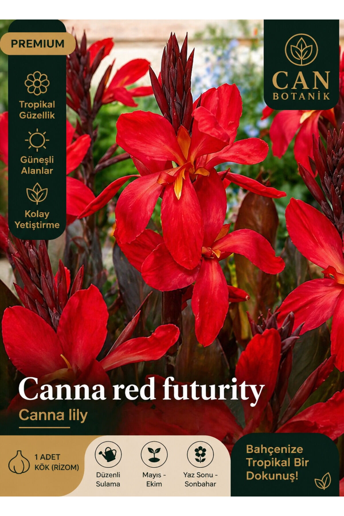 Kanna tesbih çiçeği soğanı 1 adet köyü kırmızı CANNA RED FUTURİTY