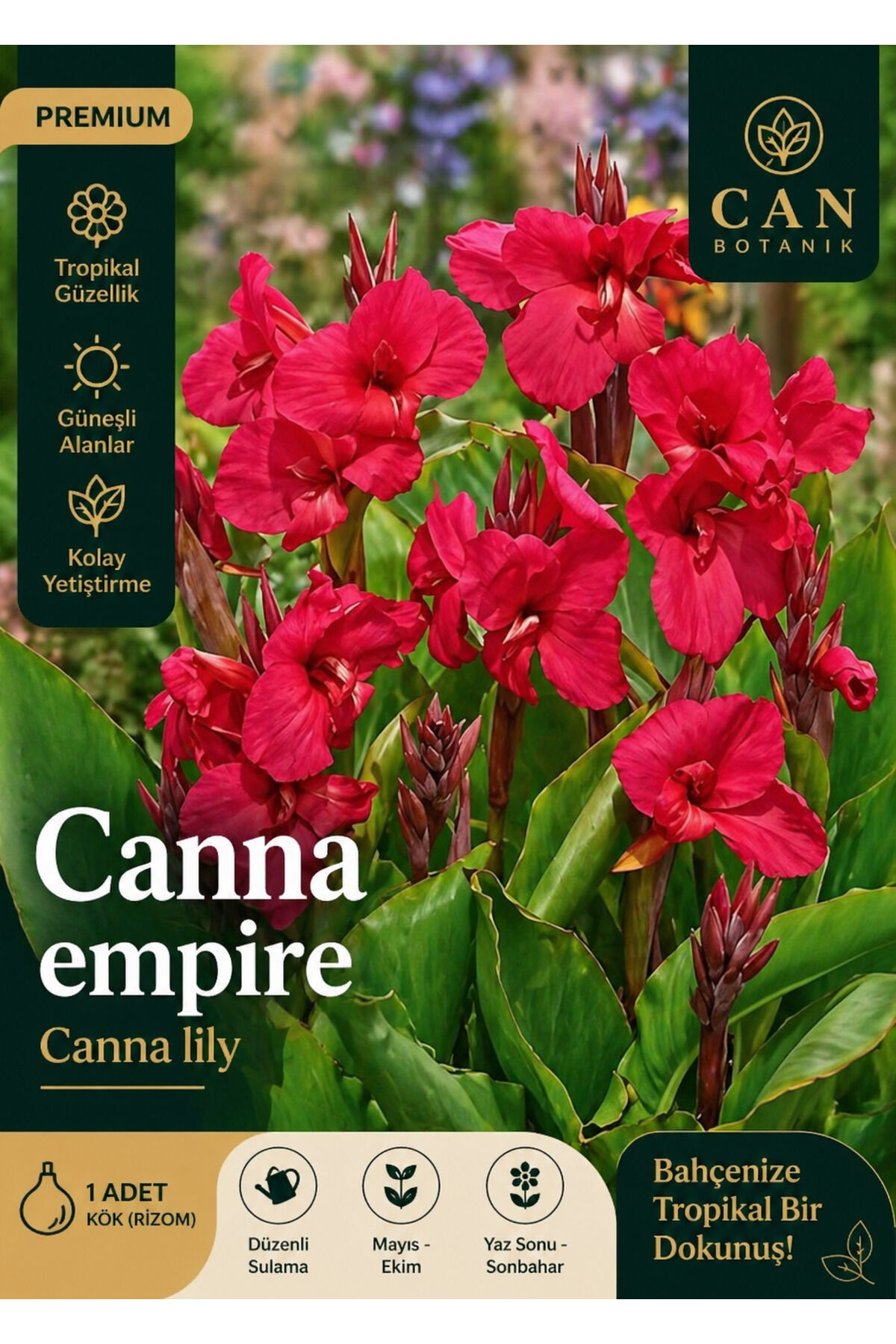 Kanna tesbih çiçeği kırmızı empire canna
