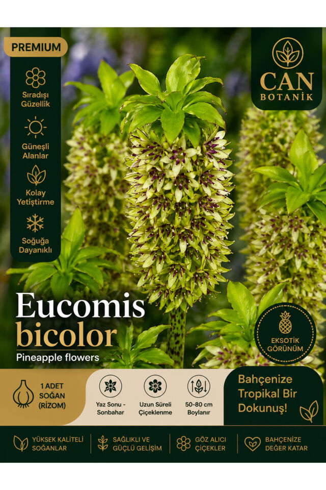 Ananas zambak 1 adet Eucomis bicolor pinneapple