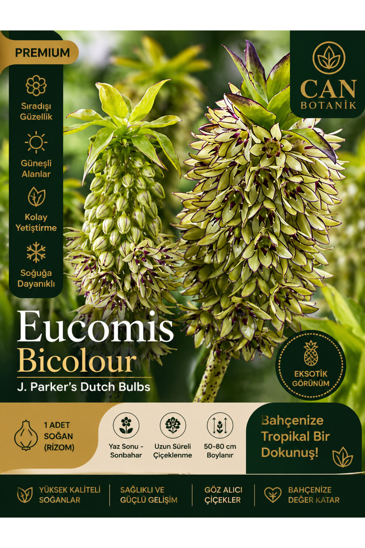 Ananas Zambak Yaz Boyu Çiçek Açar