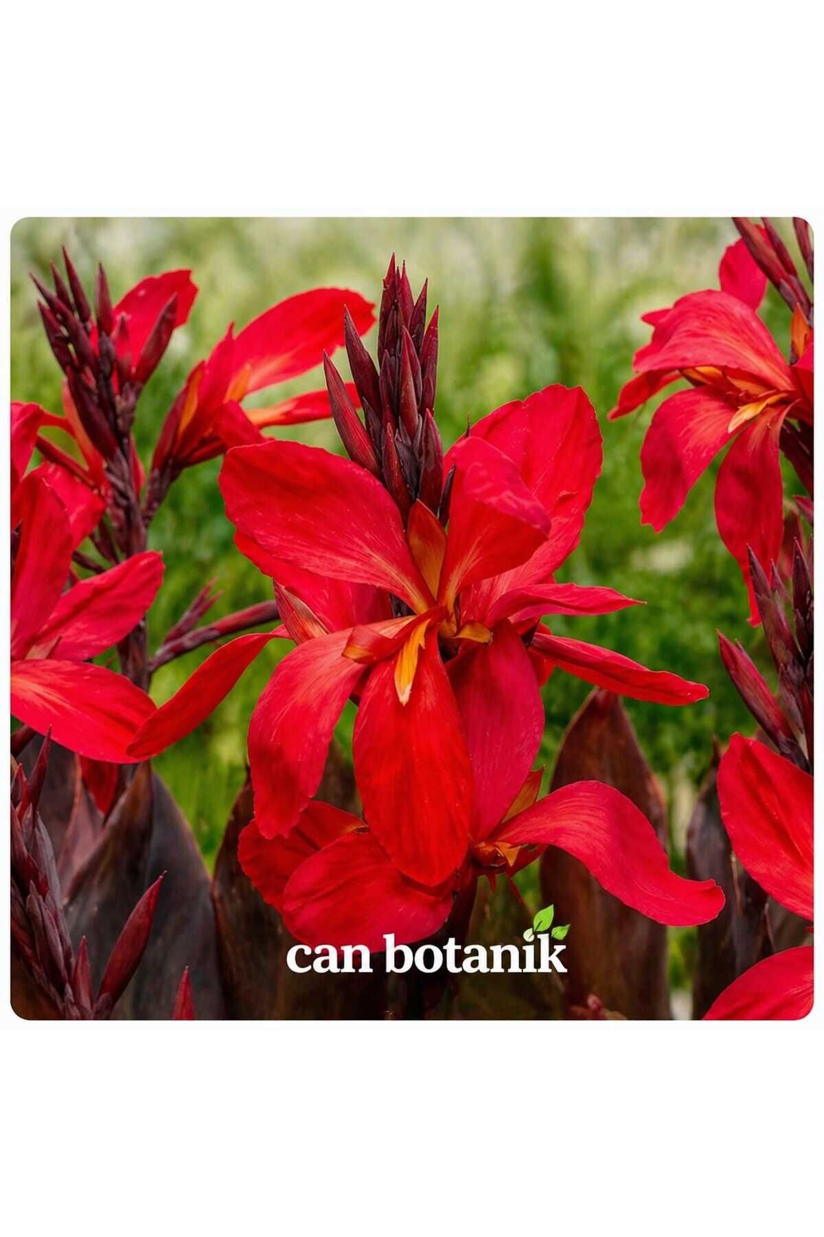 kanna soğanı kırmızı 1 adet canna red fruity