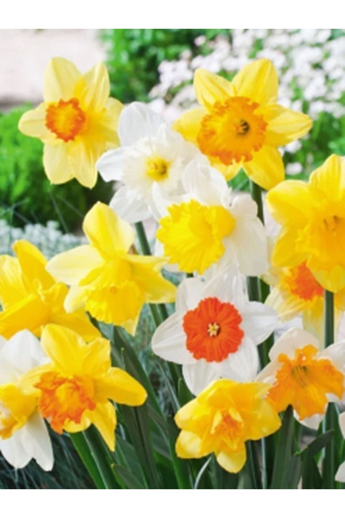 4 Adet Karışık Renk Fulya Çiçeği Soğanı Narcissus jonquilla