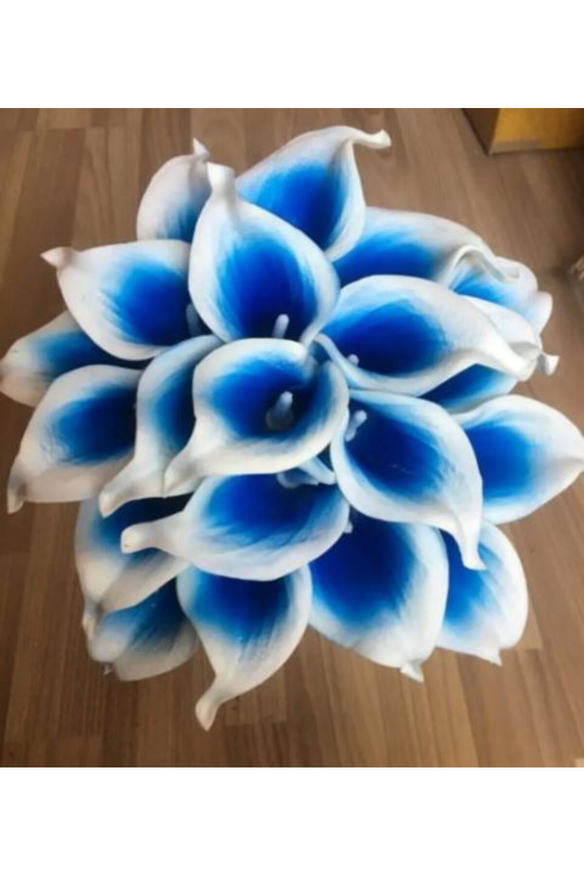 2 Adet Mavi-Beyaz Gala Zantedeschia Kala Cala Çiçeği Soğanı