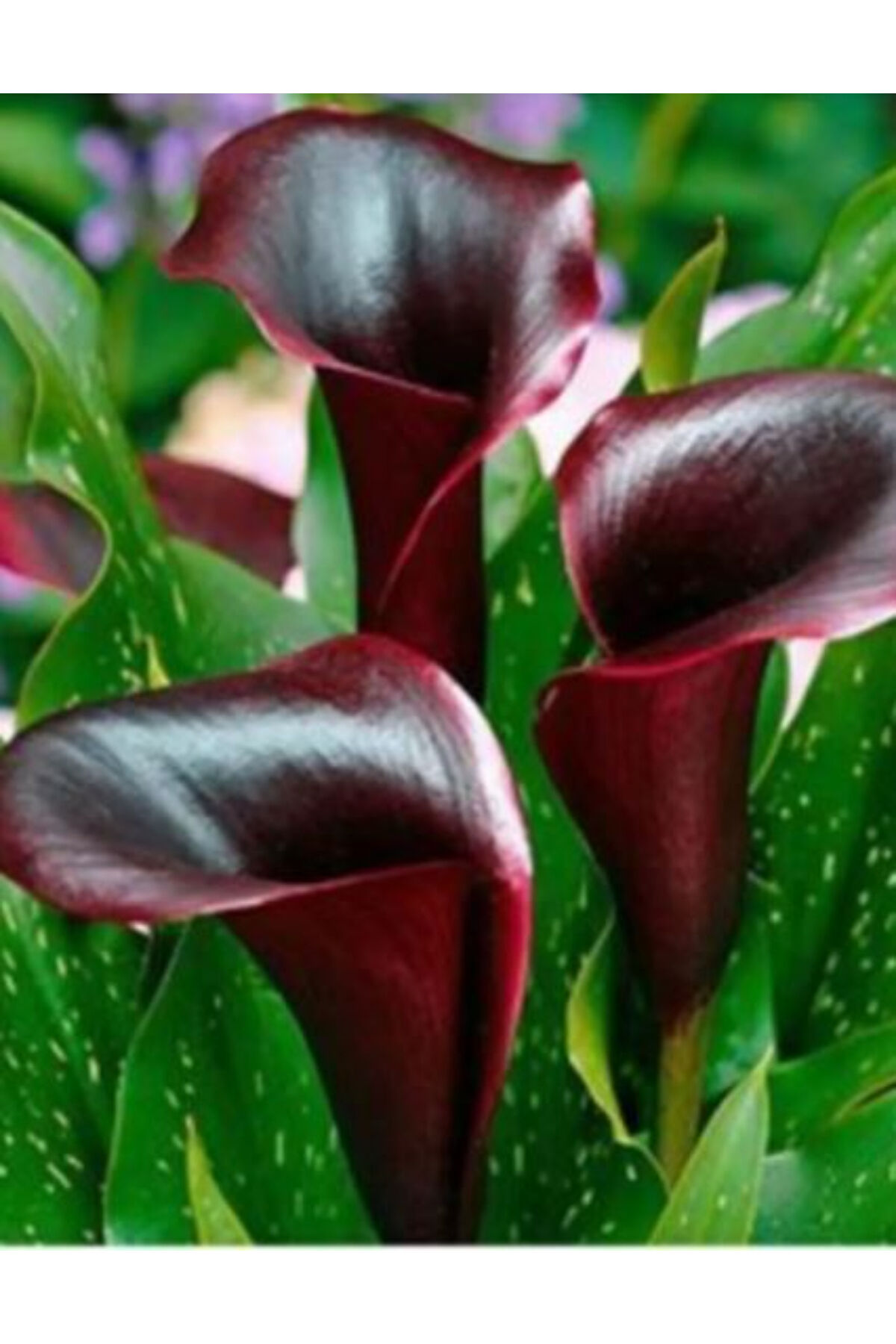 2 Adet Bordo Gala Zantedeschia Kala Cala Çiçeği Soğanı