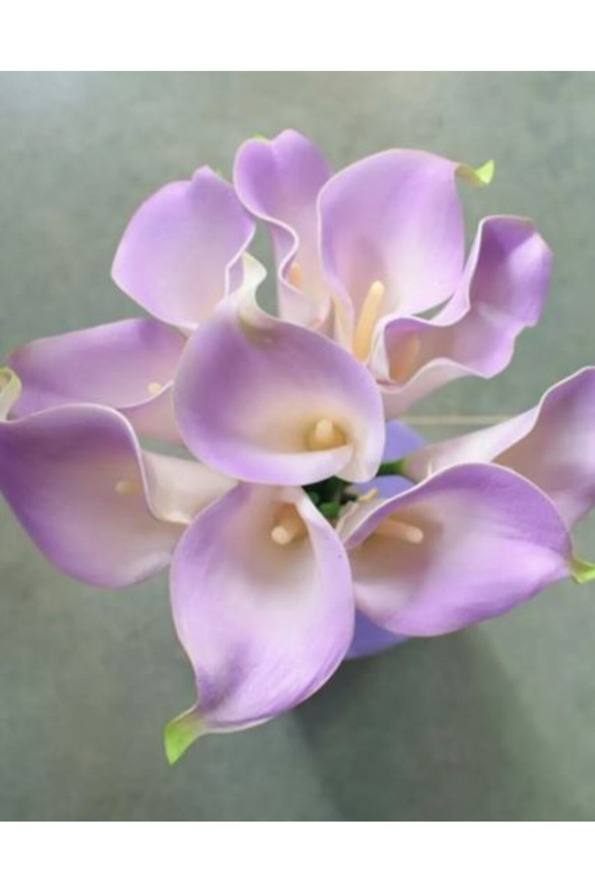 1 Adet Lila Gala Zantedeschia Kala Cala Çiçeği Soğanı