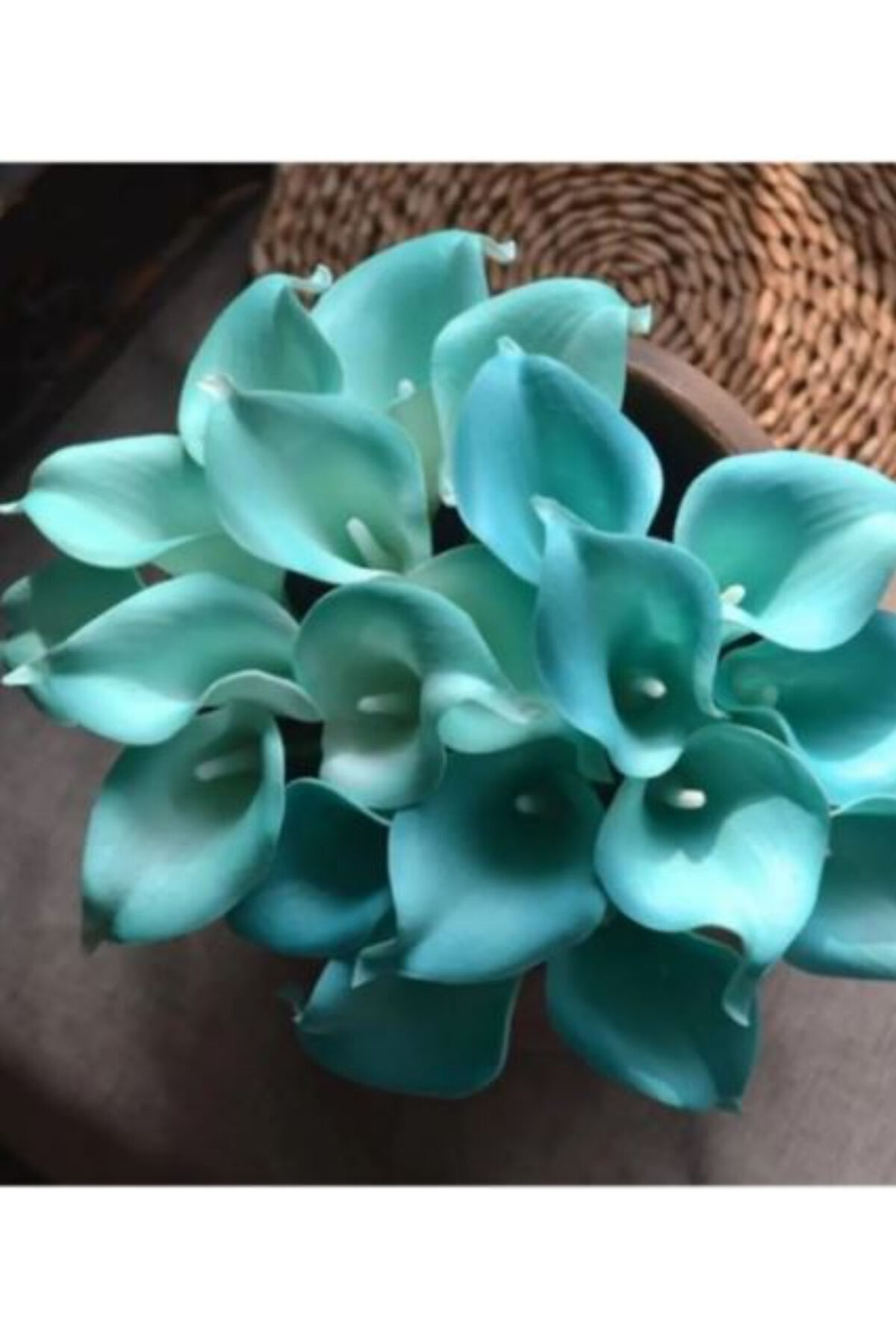 3 Adet Turkuaz Gala Zantedeschia Kala Cala Çiçeği Soğanı