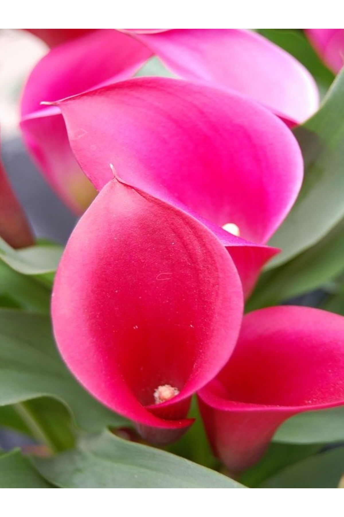 5 Adet Pembe Gala Zantedeschia Kala Cala Çiçeği Soğanı