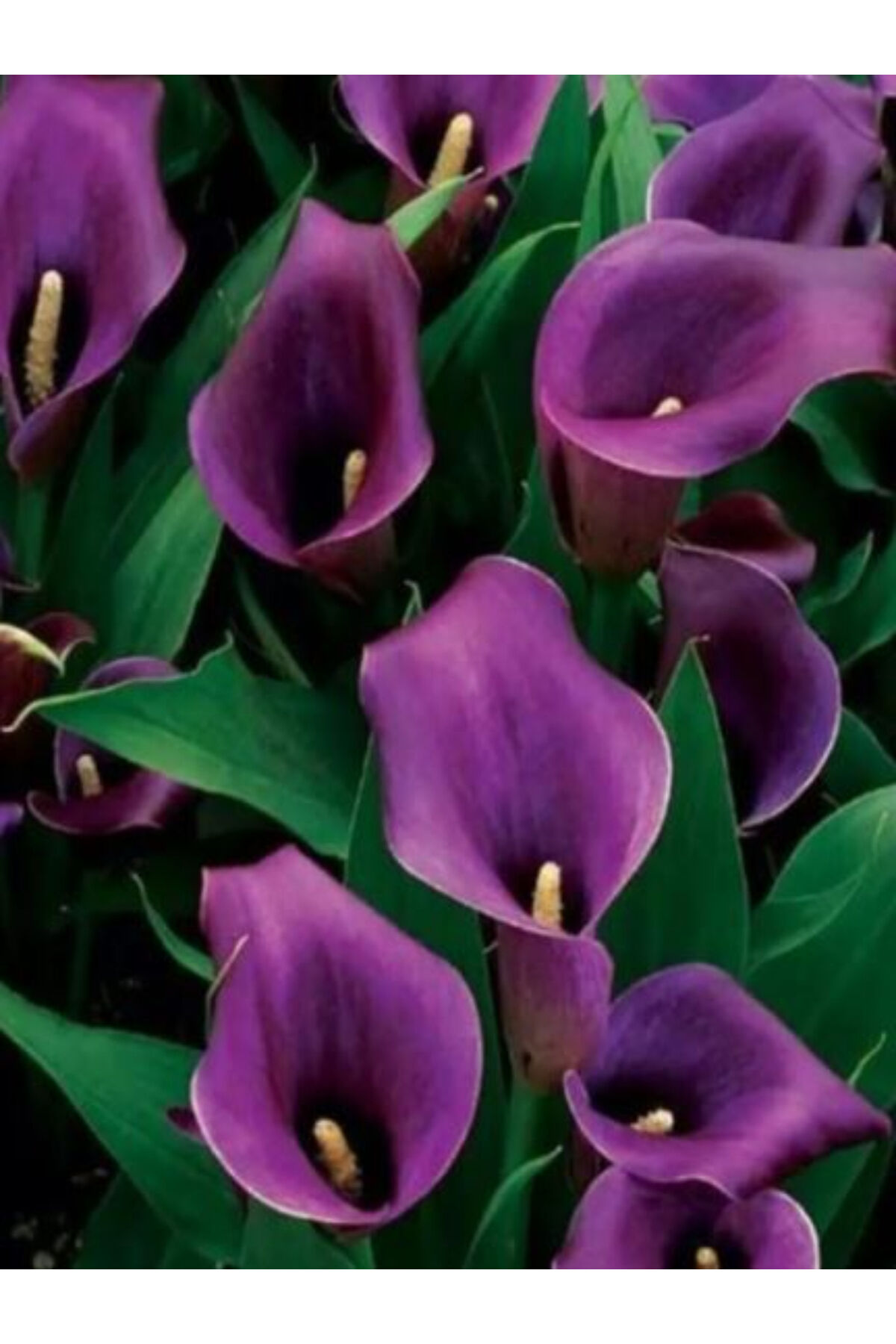 2 Adet Mor Gala Zantedeschia Kala Cala Çiçeği Soğanı
