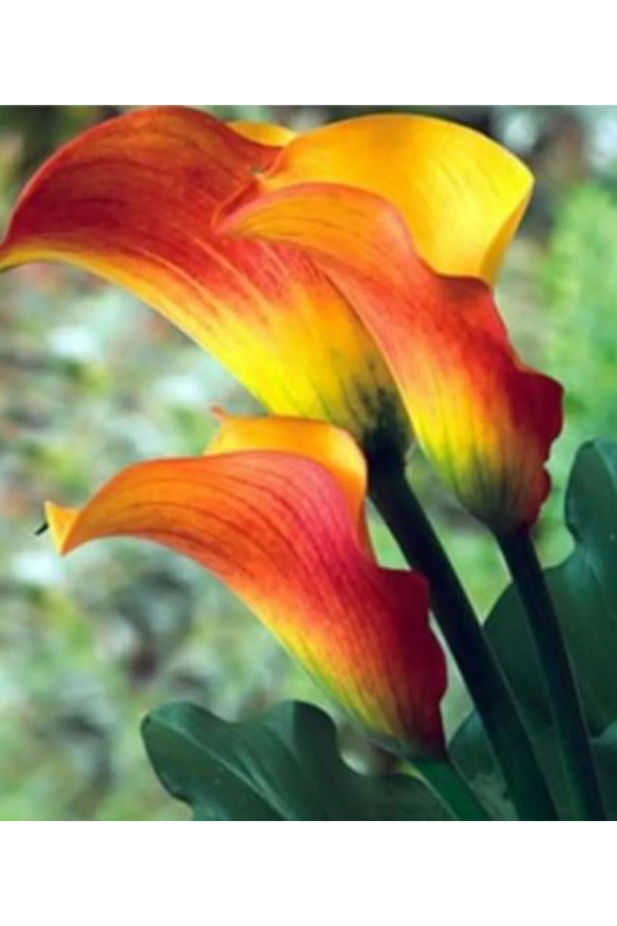 2 Adet Gökkuşağı Gala Zantedeschia Kala Cala Çiçeği Soğanı