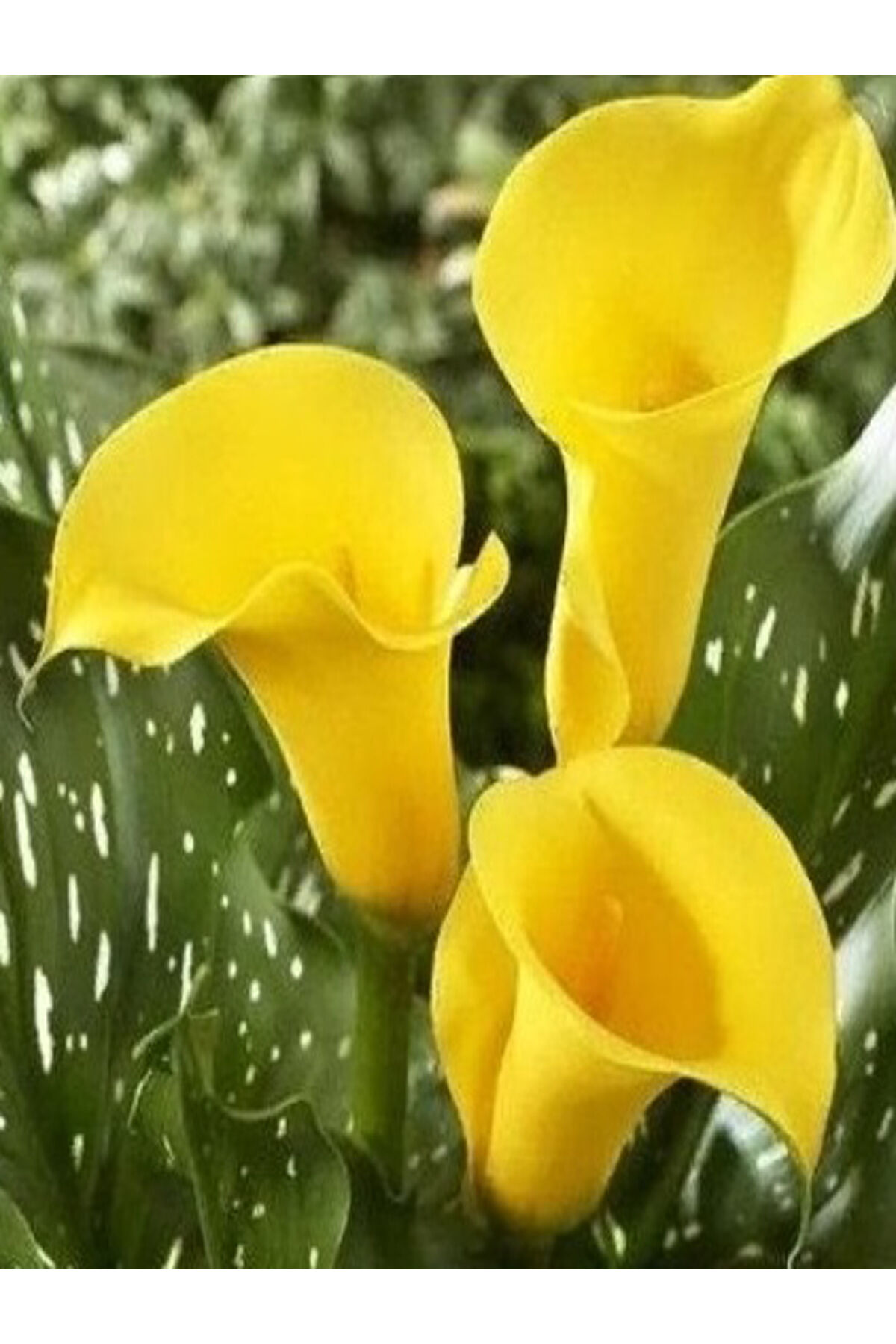 3 Adet Sarı Zantedeschia Kala Cala Gala Çiçeği Soğanı