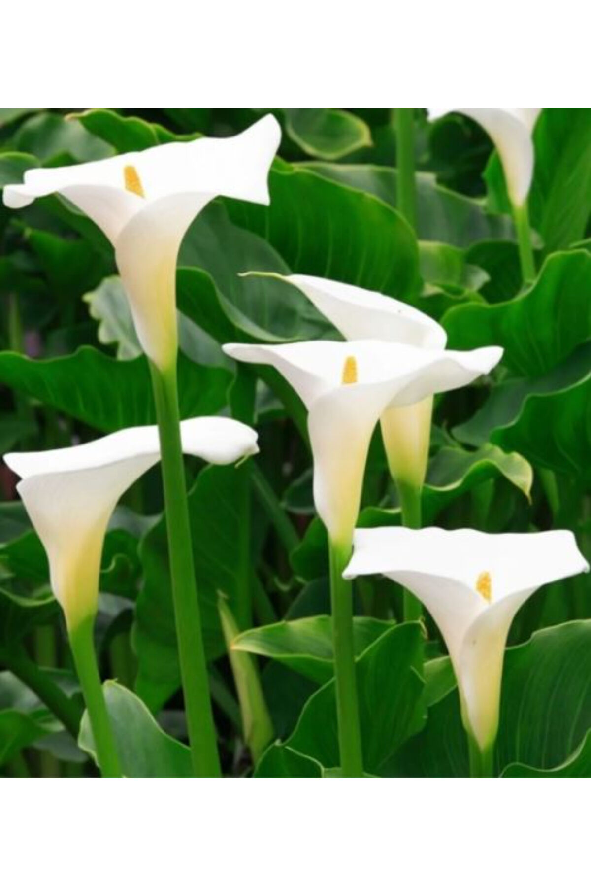 5 Adet Beyaz Gala Zantedeschia Kala Cala Çiçeği Soğanı