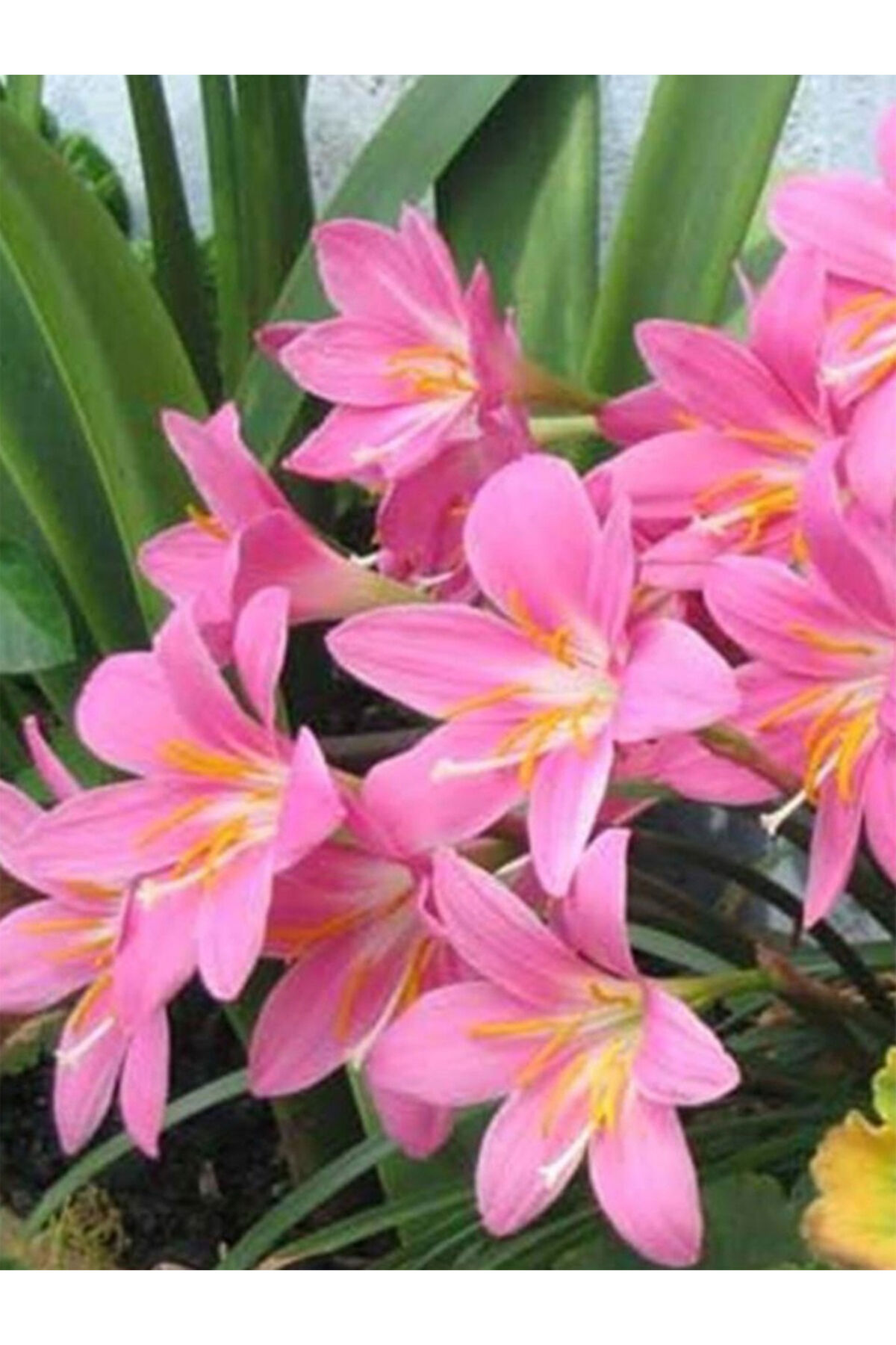 3 Adet Pembe Zıpçıktı Çiçeği (Yağmur Çiçeği) Soğanı