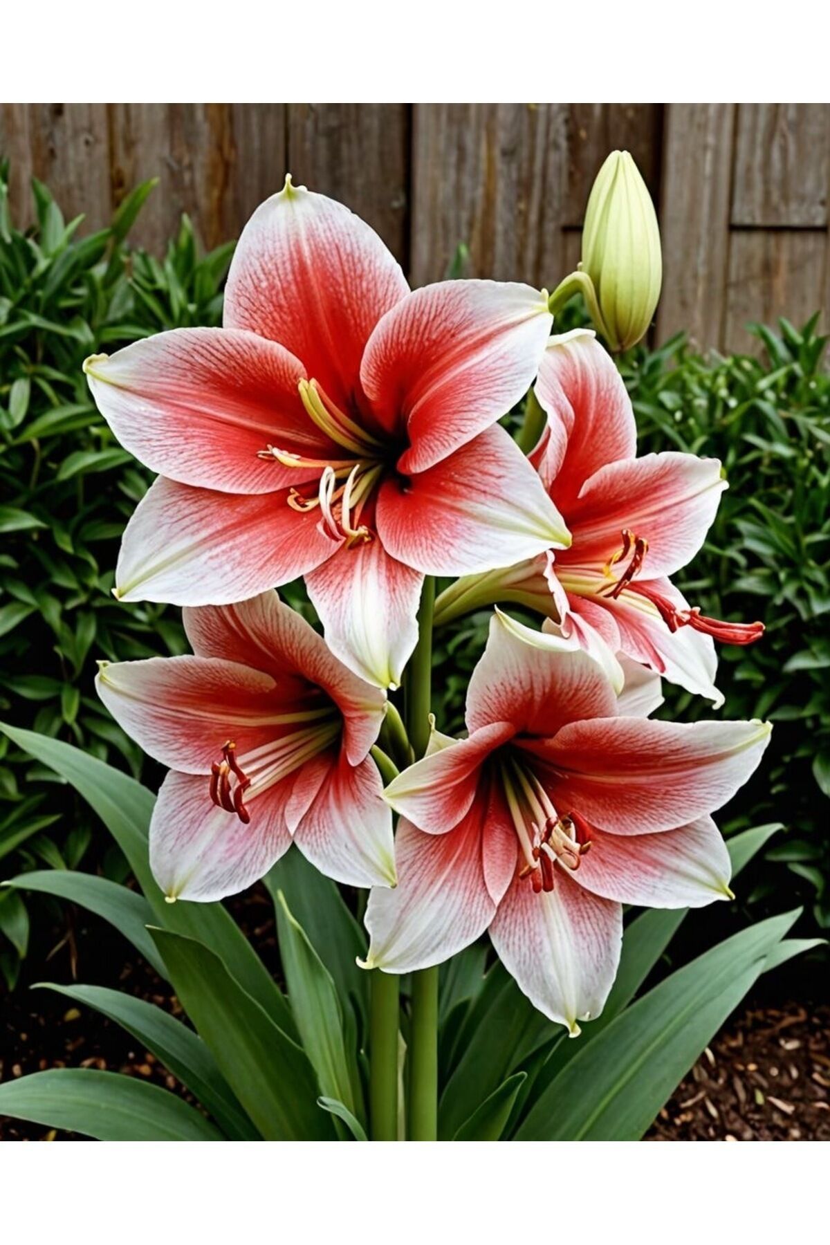 Kırmızı Göbekli Amarlis ( Amaryllis) Çiçek Soğanı 1 Adet Açmaya Hazır