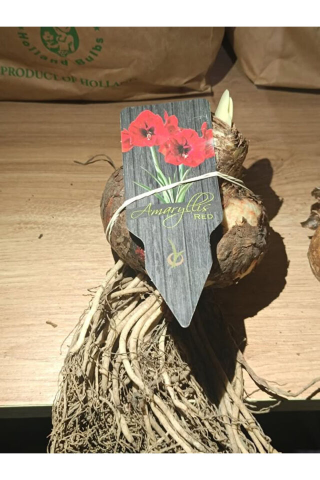 Amarlis (AMARYLİS) Çiçek Soğanı 1 Adet Kırmızı Açmaya Hazır