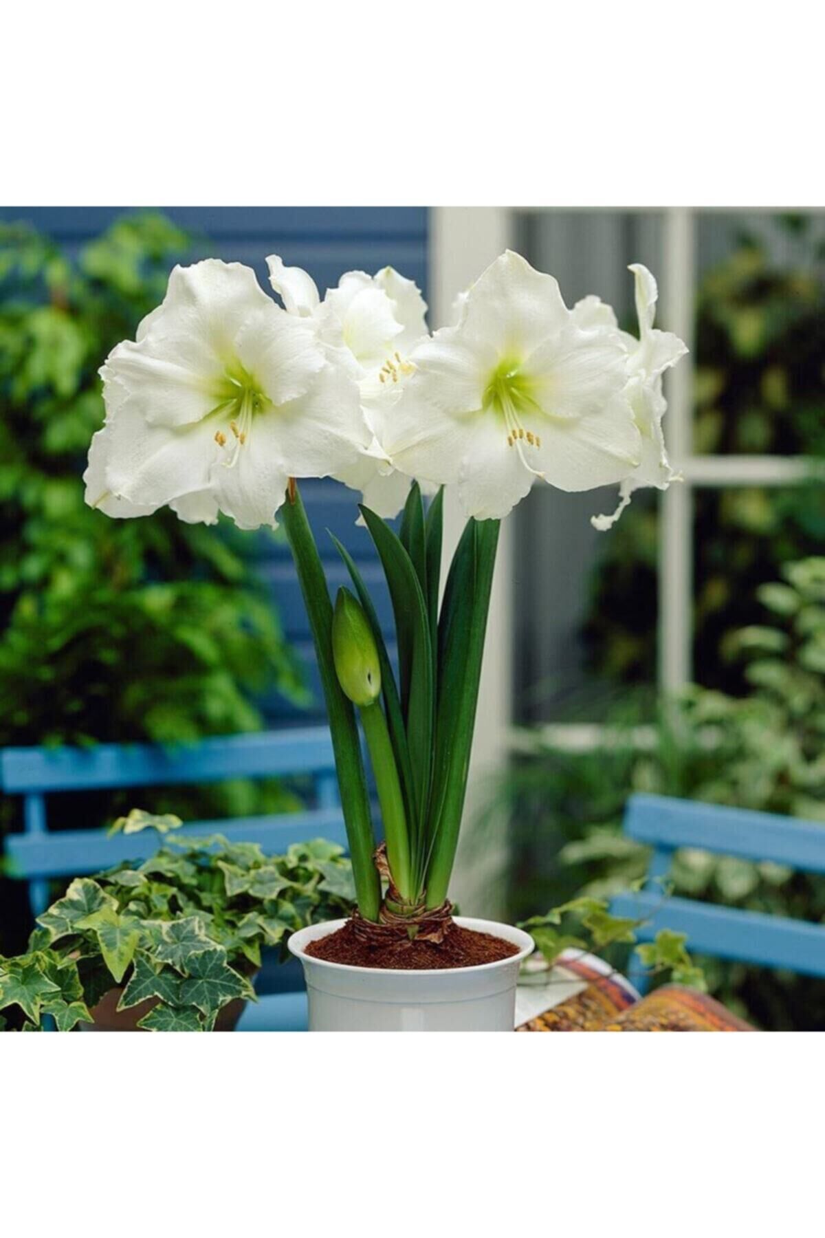 1 adet inci beyaz anaç boy çiçeğe hazır amaryllis çiçeği soğanı güzel hatun  kokulu